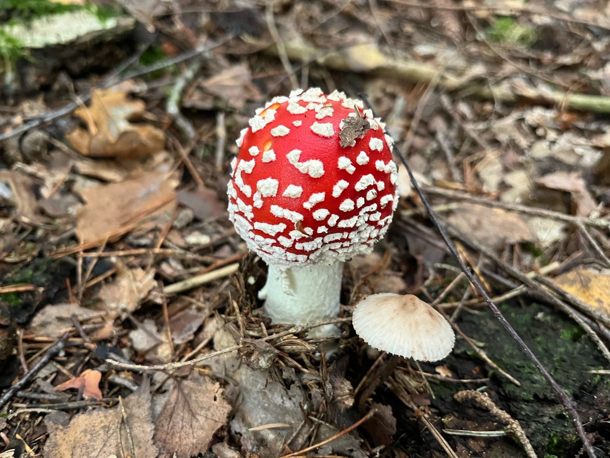 ein fliegenpilz auf waldboden, der hut ist rund geschlossen. daneben ein kleiner heller pilz.