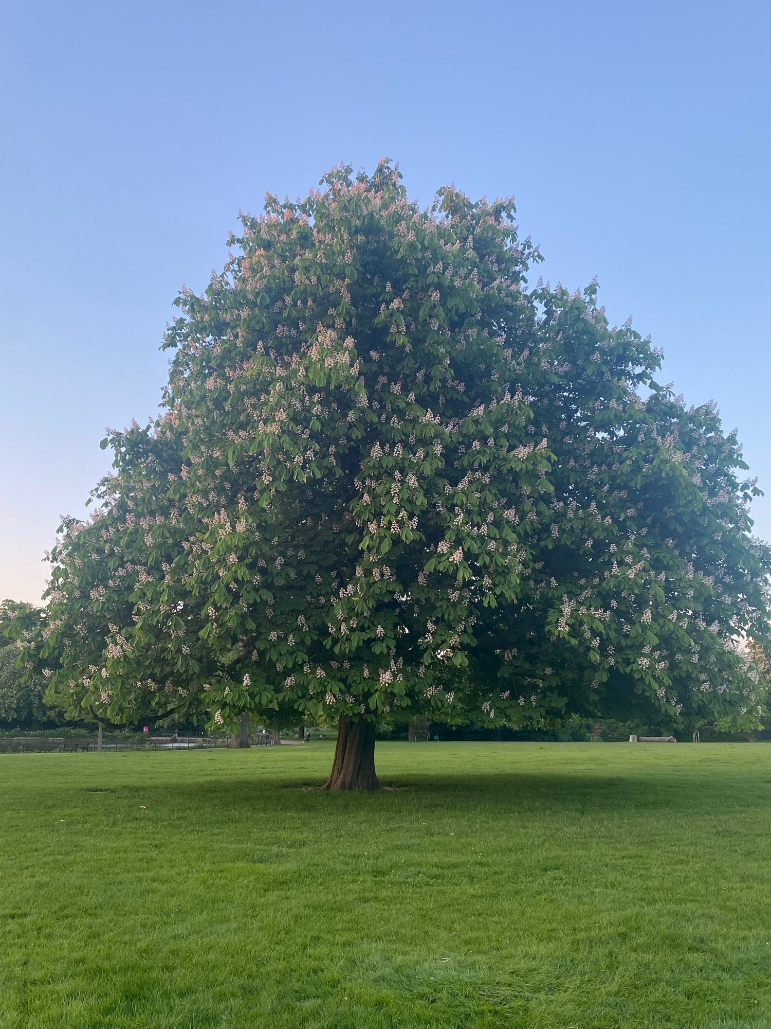 a fat juicy tree in a park