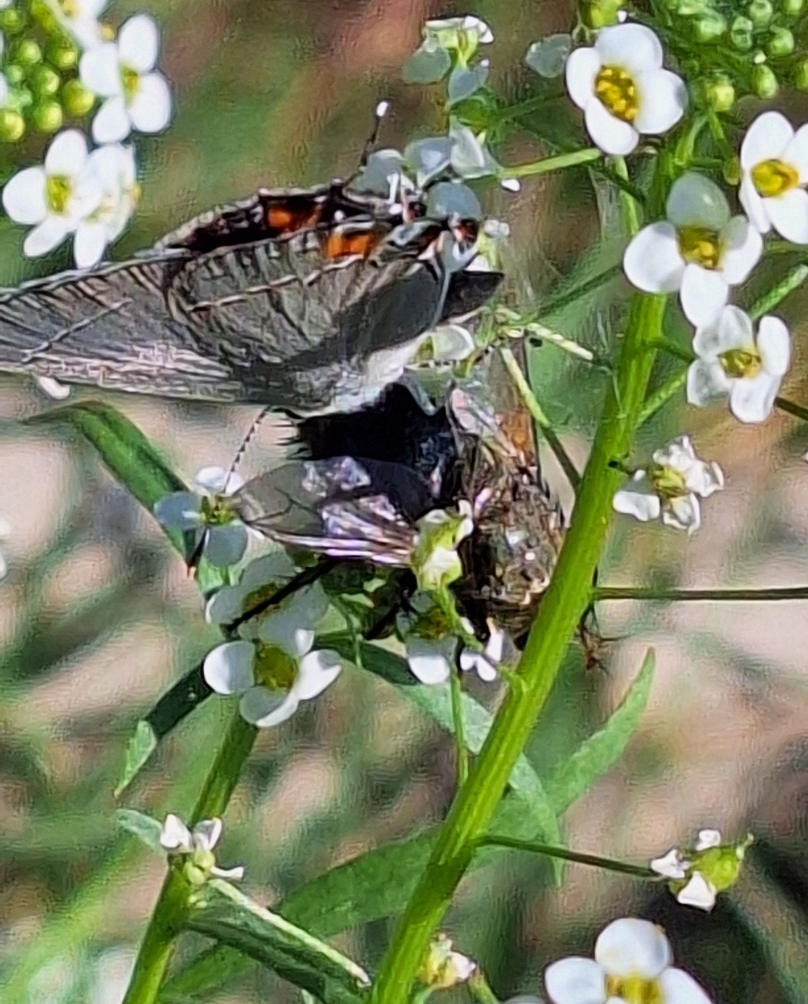 The butterfly bops the fly a second time.