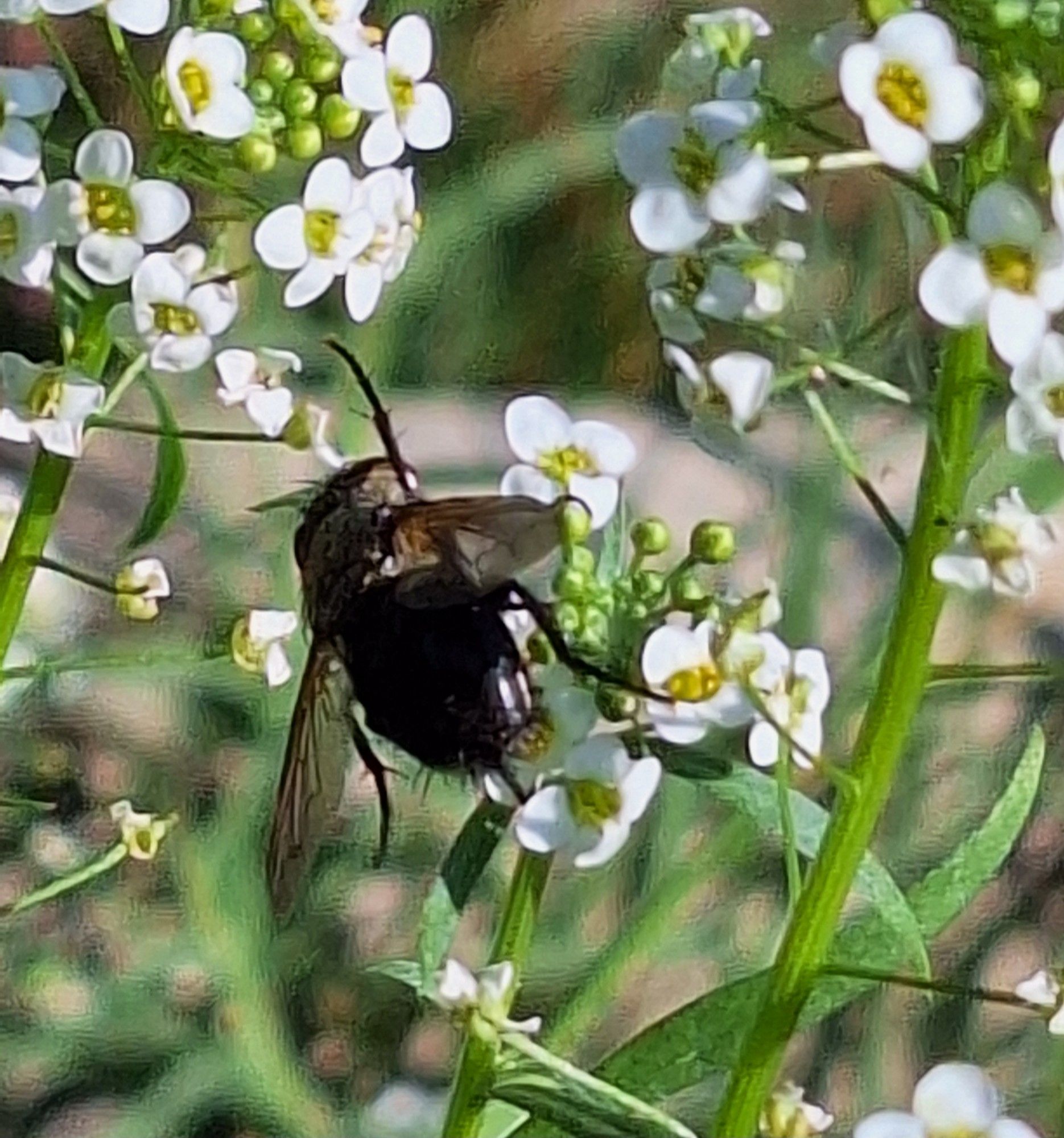 A spiky dark fly sits on sweet alyssum, one leg sticking straight in the air.