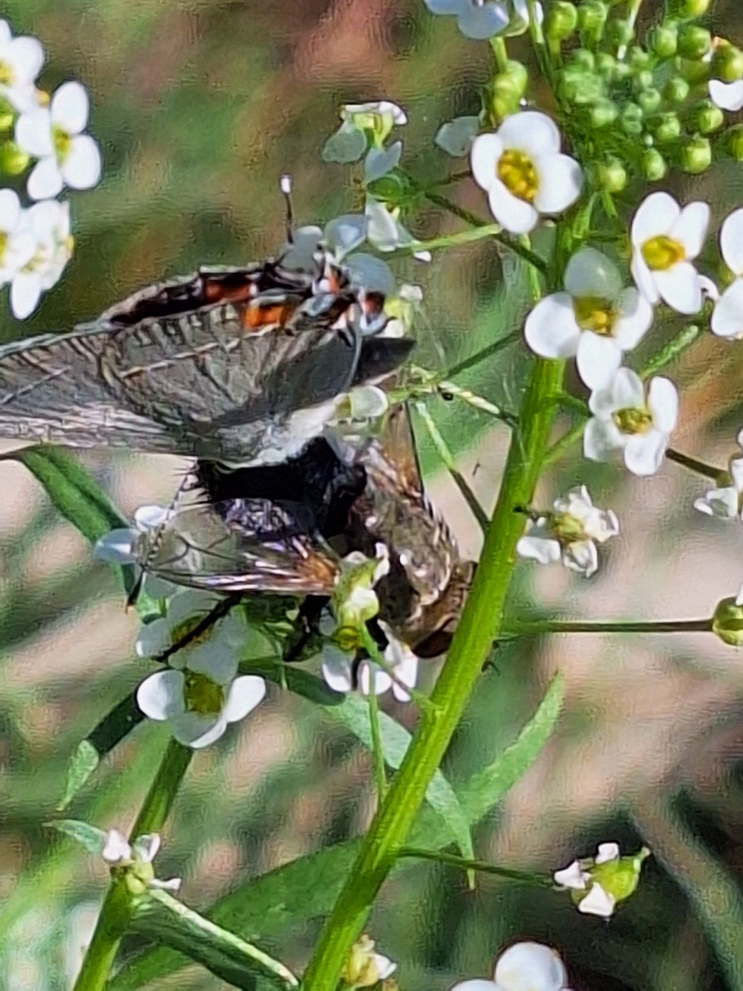 Bam! A Gray Hairstreak butterfly bops the fly right in the butt.