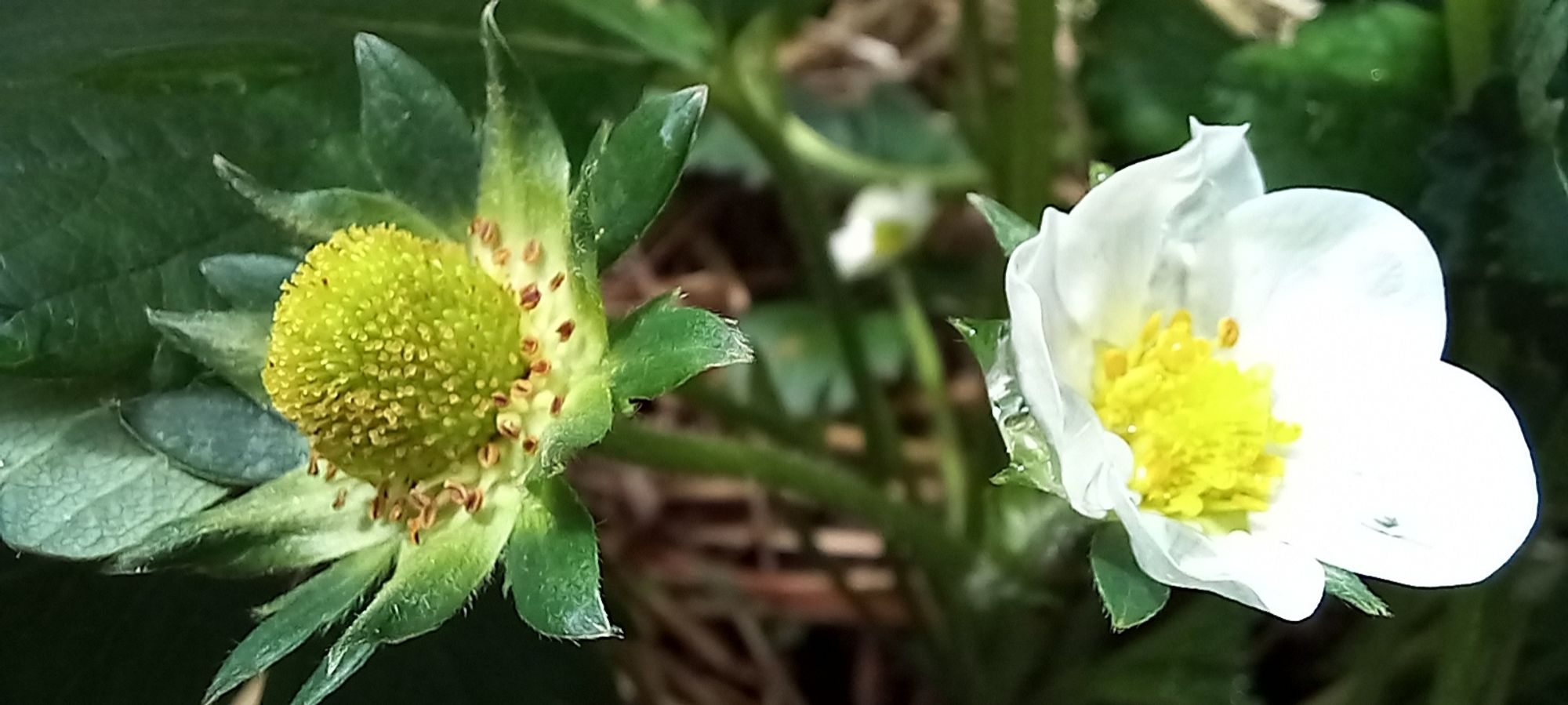 Photo of a white strawberry flower and a green strawberry just starting to form.