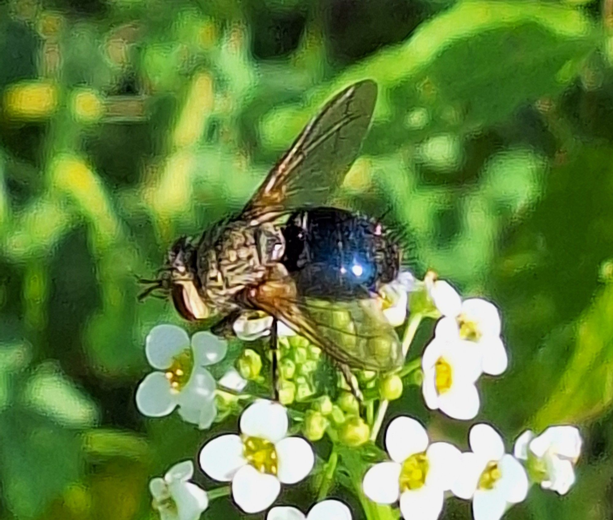 The best picture I could get of the Hornworm Tachnid Fly. It is a fly with a white face, red eyes, a tan thorax, and an iridescent teal blue abdomen with lots of spiky black hairs on its butt end.