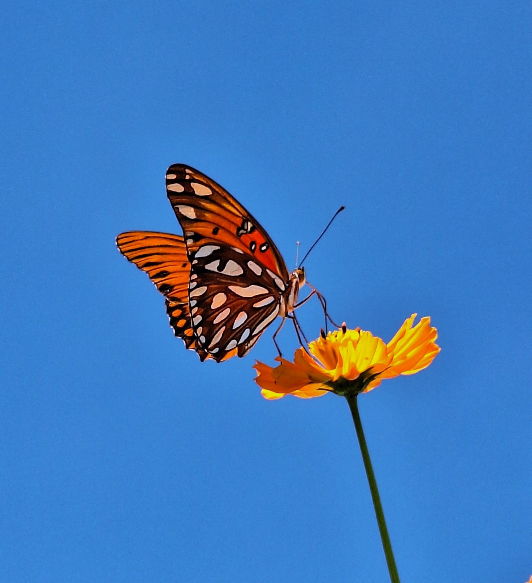 A gulf fritillary butterfly sits on an orange cosmos flower against a backdrop of deep blue sky, sunlight shining through its wings. It is a large butterfly patterned in orange, gold, red, black, and white.