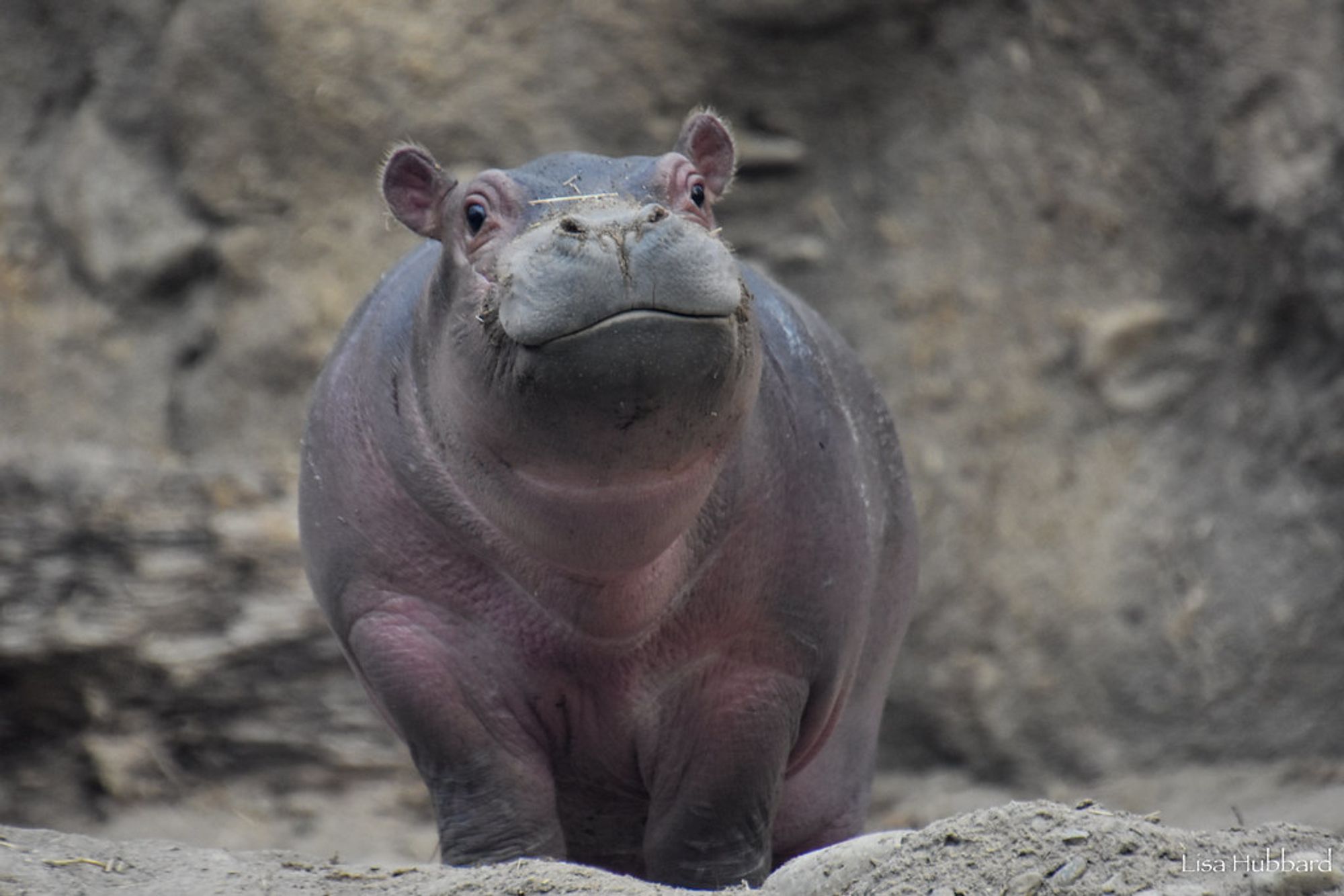 A cheery hippopotamus with perky ears cocks his head.