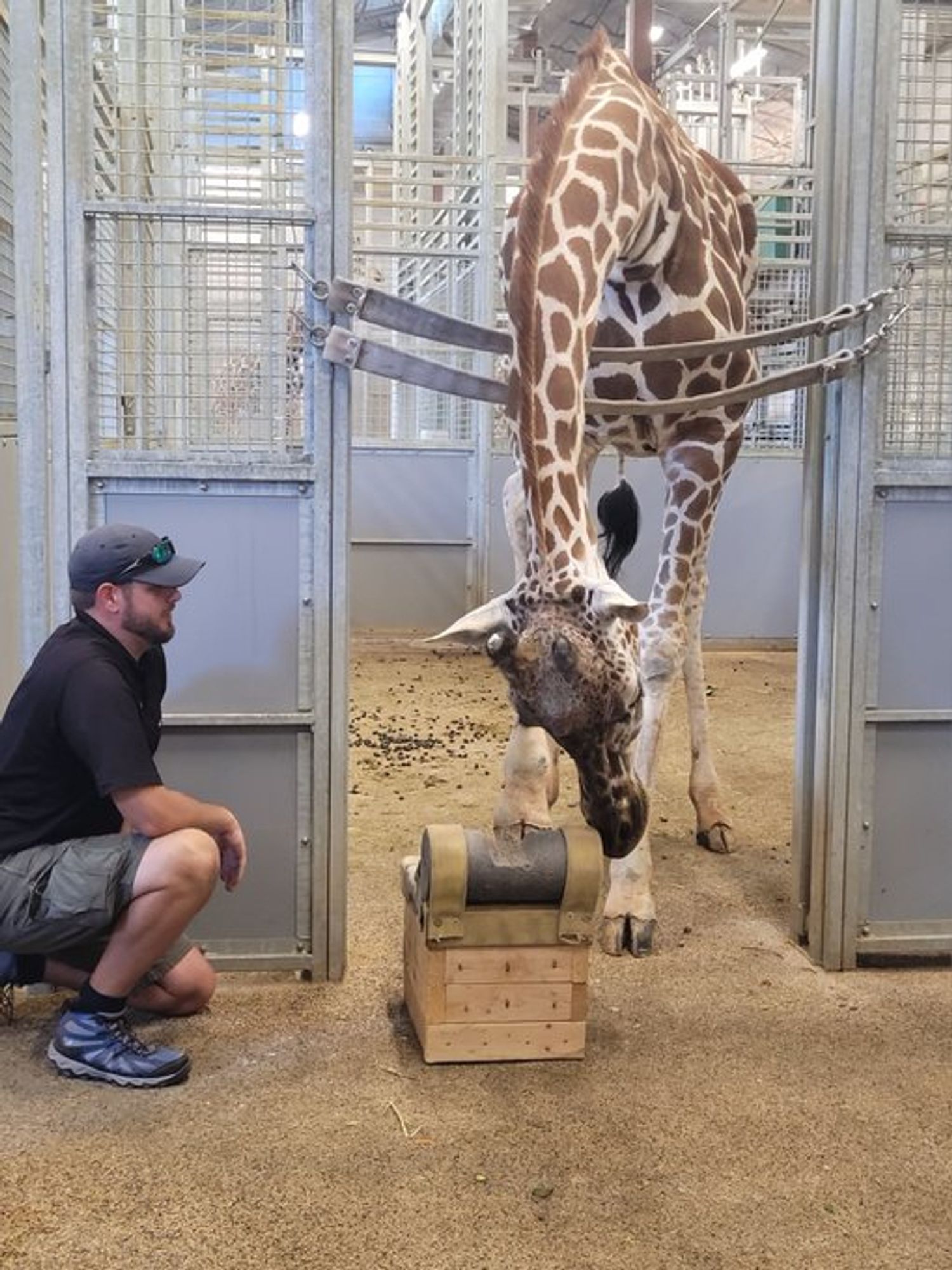 A standing giraffe with one lower leg half-folded against a padded block.  A zookeeper man kneels beside the block.