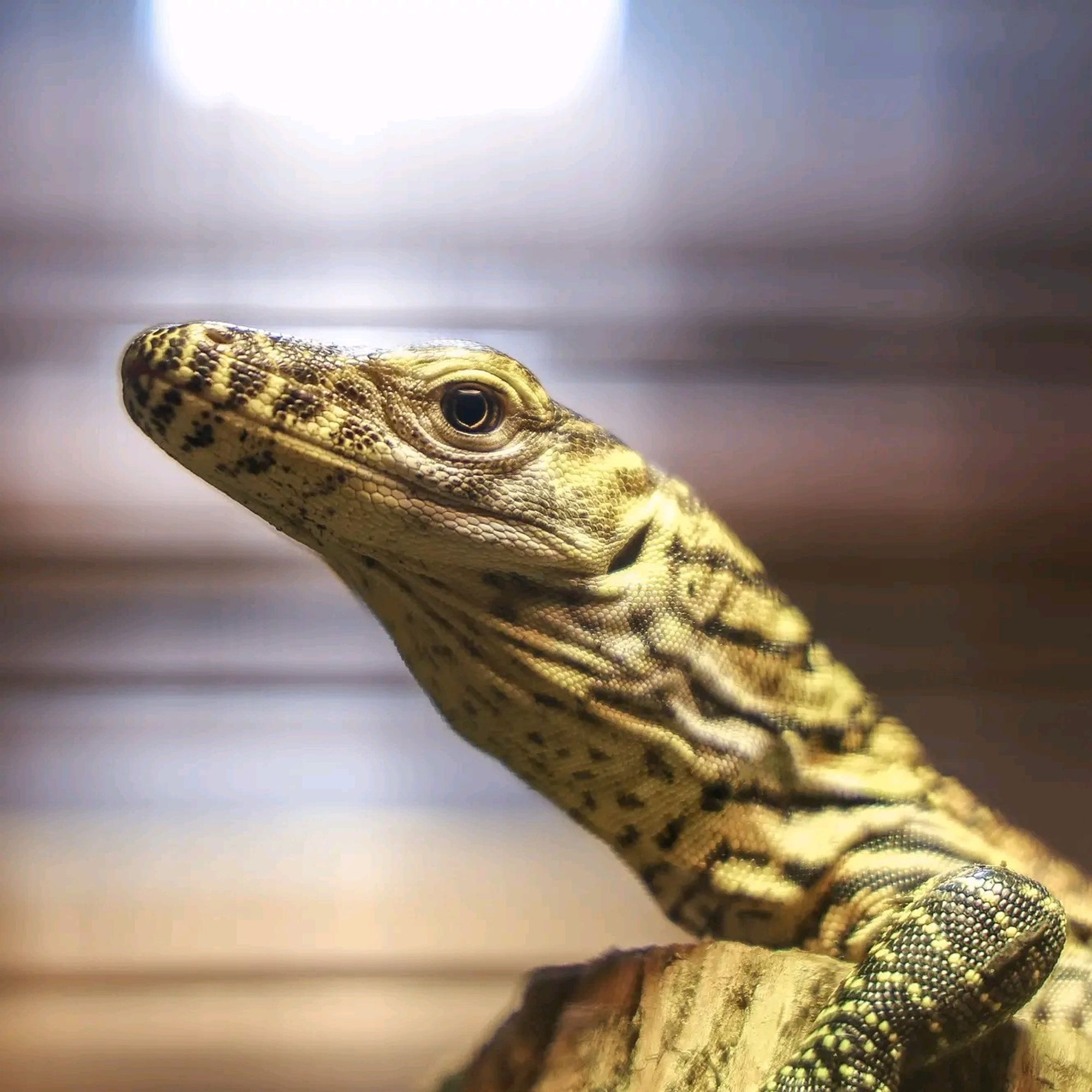 Close-up of baby Komodo dragon face and upper arms as it dispassionately stares back with one pale golden eye. 

Their face is more yellow, arms banded with dotted lines of yellow over gray. Their hide is very fine and smooth and just a little glossy, like polished jasper.