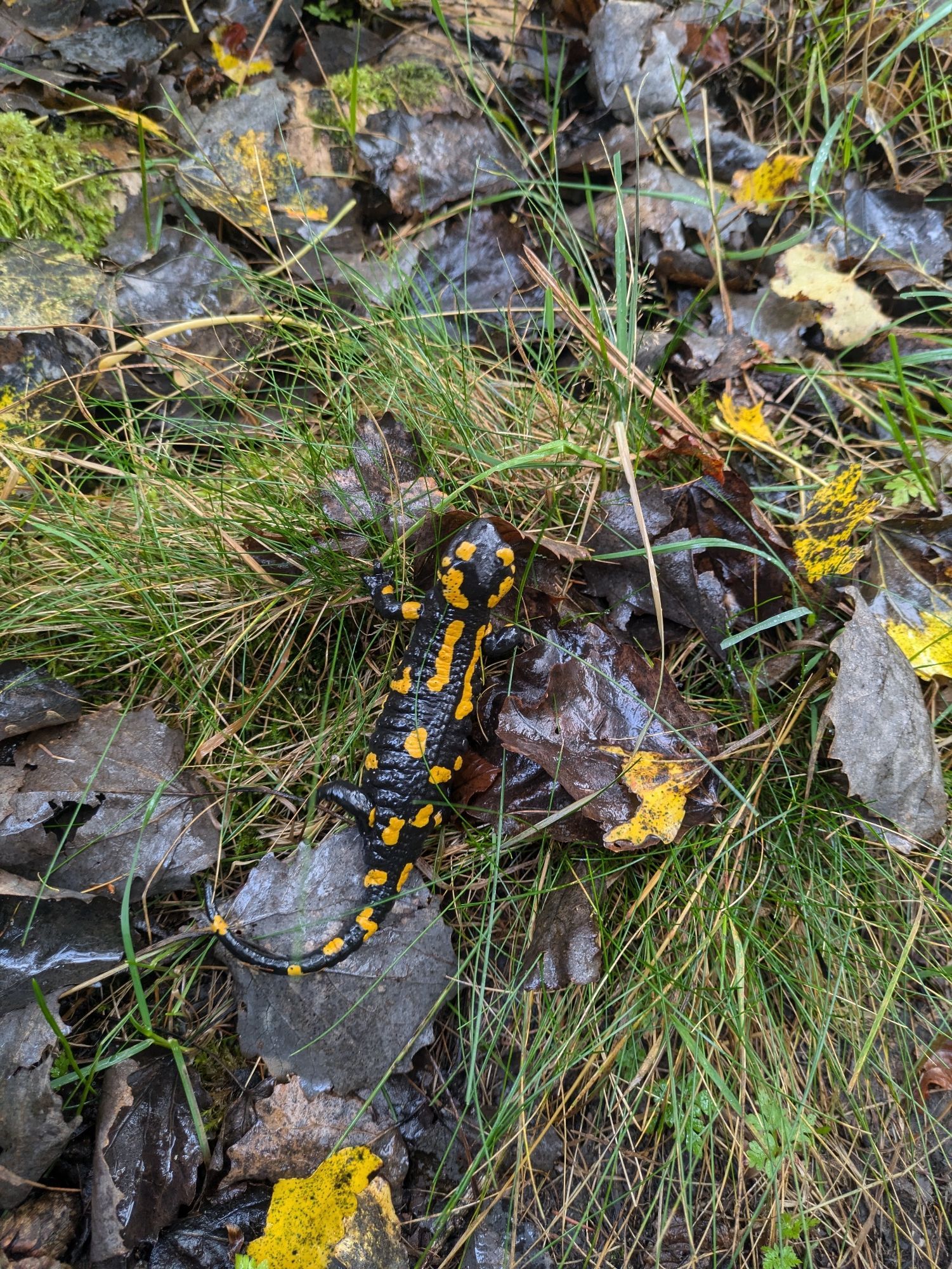 Feuersalamander zwischen Gras, Steinen, Herbstlaub