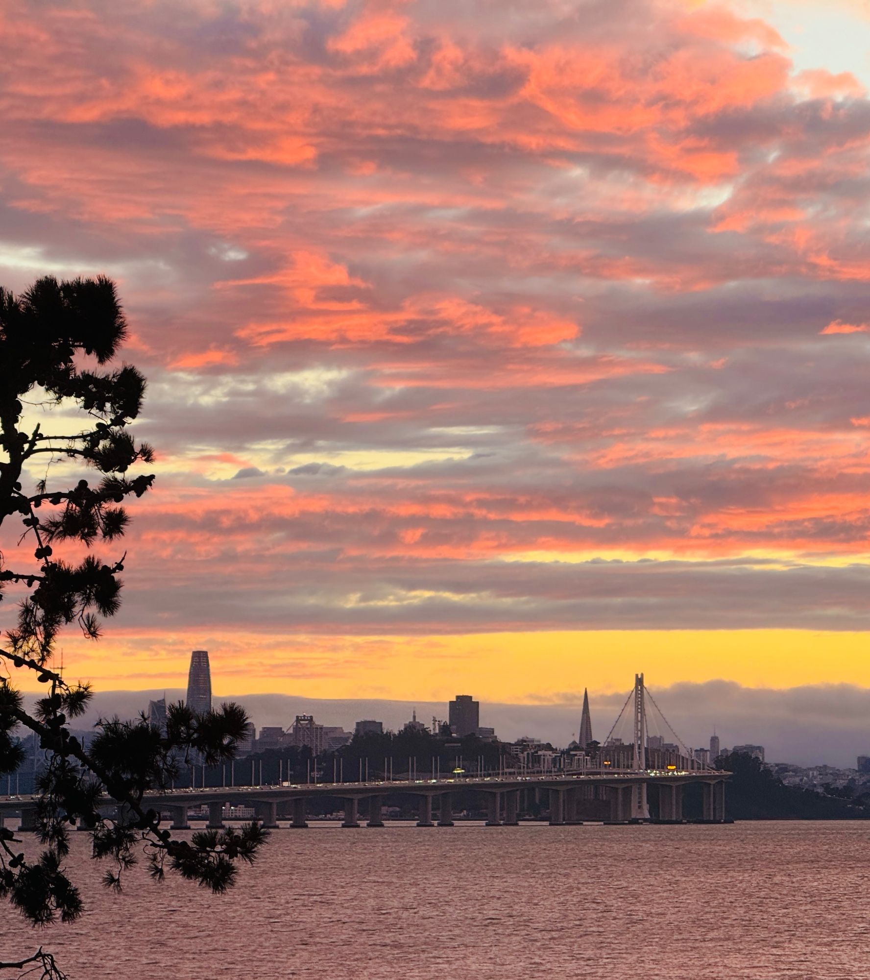 Sunset over San Francisco Bay several nights ago. Bay Bridge, Yerba Buena Island and San Francisco Financial District in the background. Orange and pink sunset over a layer of gold tinted clouds over gray fog. San Francisco Bay is reflecting some of the color of the sky. There are branches of a pine tree  to the left.