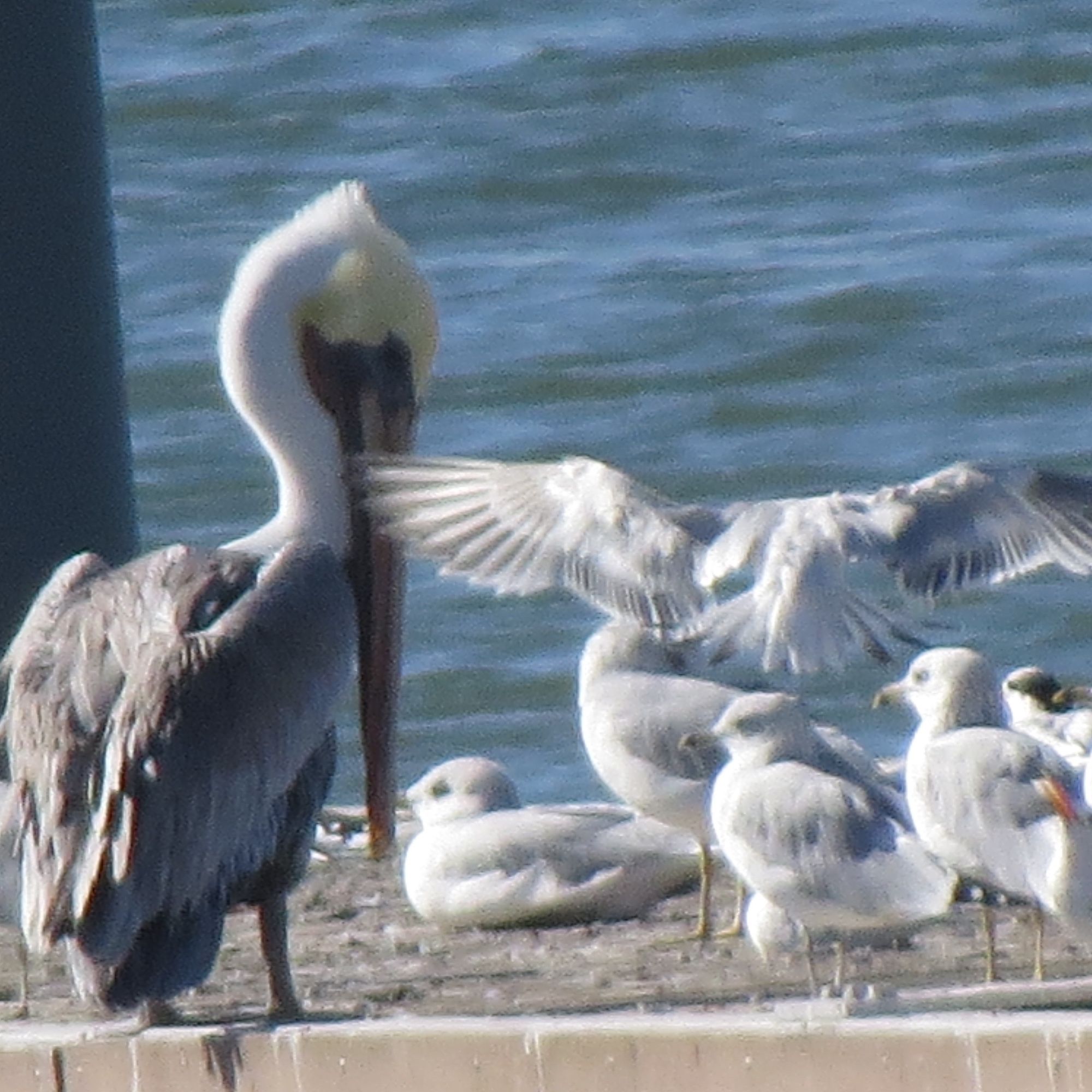 Brown Pelican with gray feathers, white head and neck, orange beak. There is a group of Ring-billed Gulls next to him with gray wings and orange beaks that look like they were dipped in ink at the tips. To the far right, there is an Elegant Tern and the bird taking flight is an Elegant Tern (fairly certain from photos of both the gulls and the terns in flight).