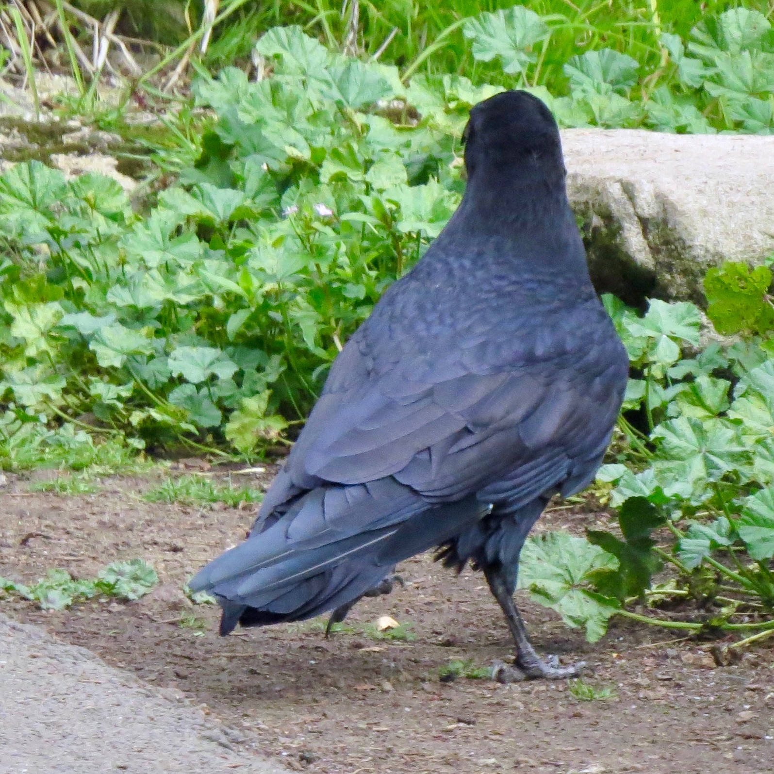 Common Raven that is quite large and has all black, purplish glossy feathers, standing next to greenery alongside Blue Heron Lake, Golden Gate Park. 