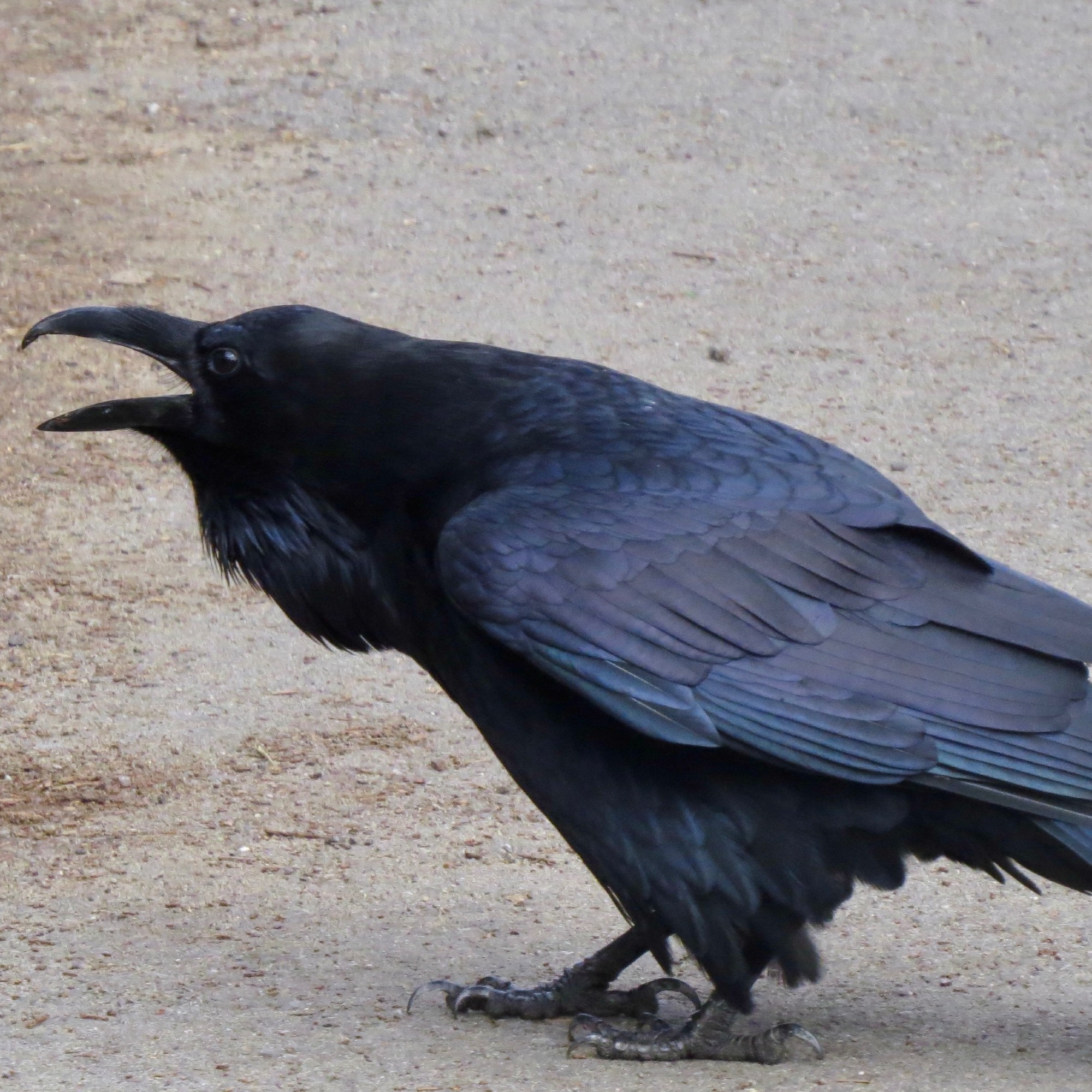 Same Common Raven with beak wide open on walkway at same location. It was very vocal and sounded like "Caw, caw, caw. . ."