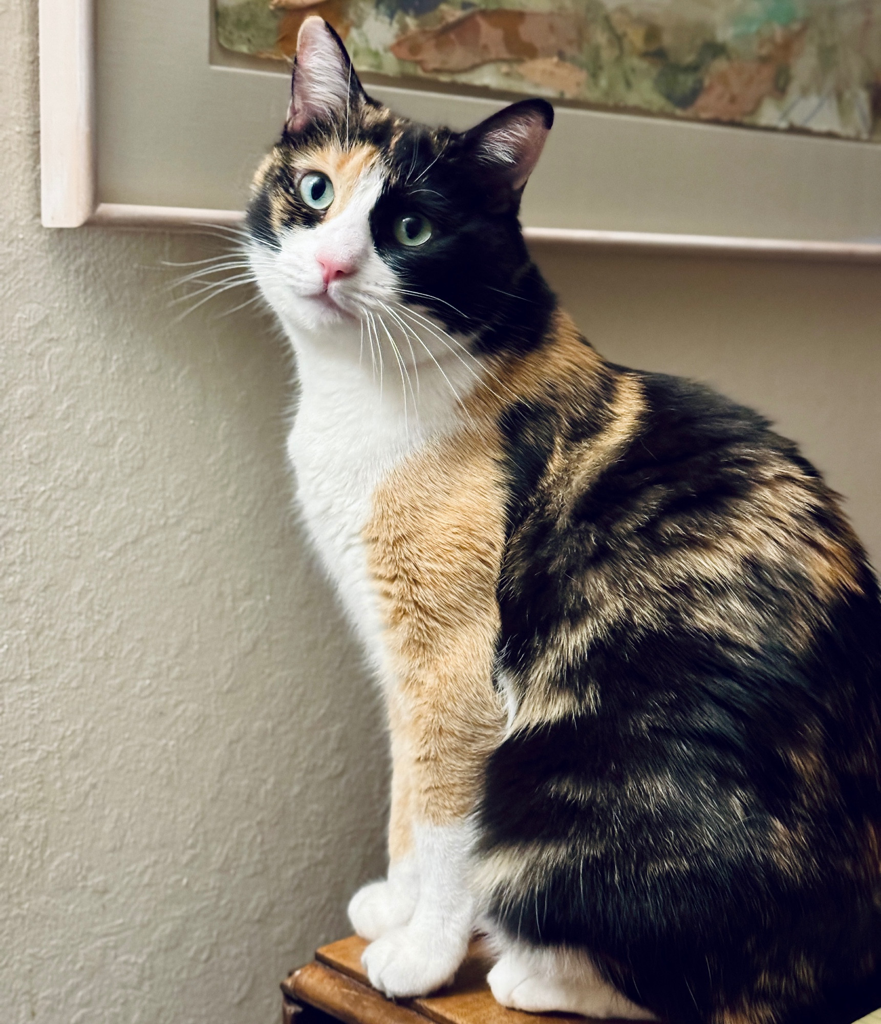 Calico cat with camel, black, white fur. She has green eyes and a pink now. She's sitting prettily on the table as though is posing for the camera and is looking right at me.