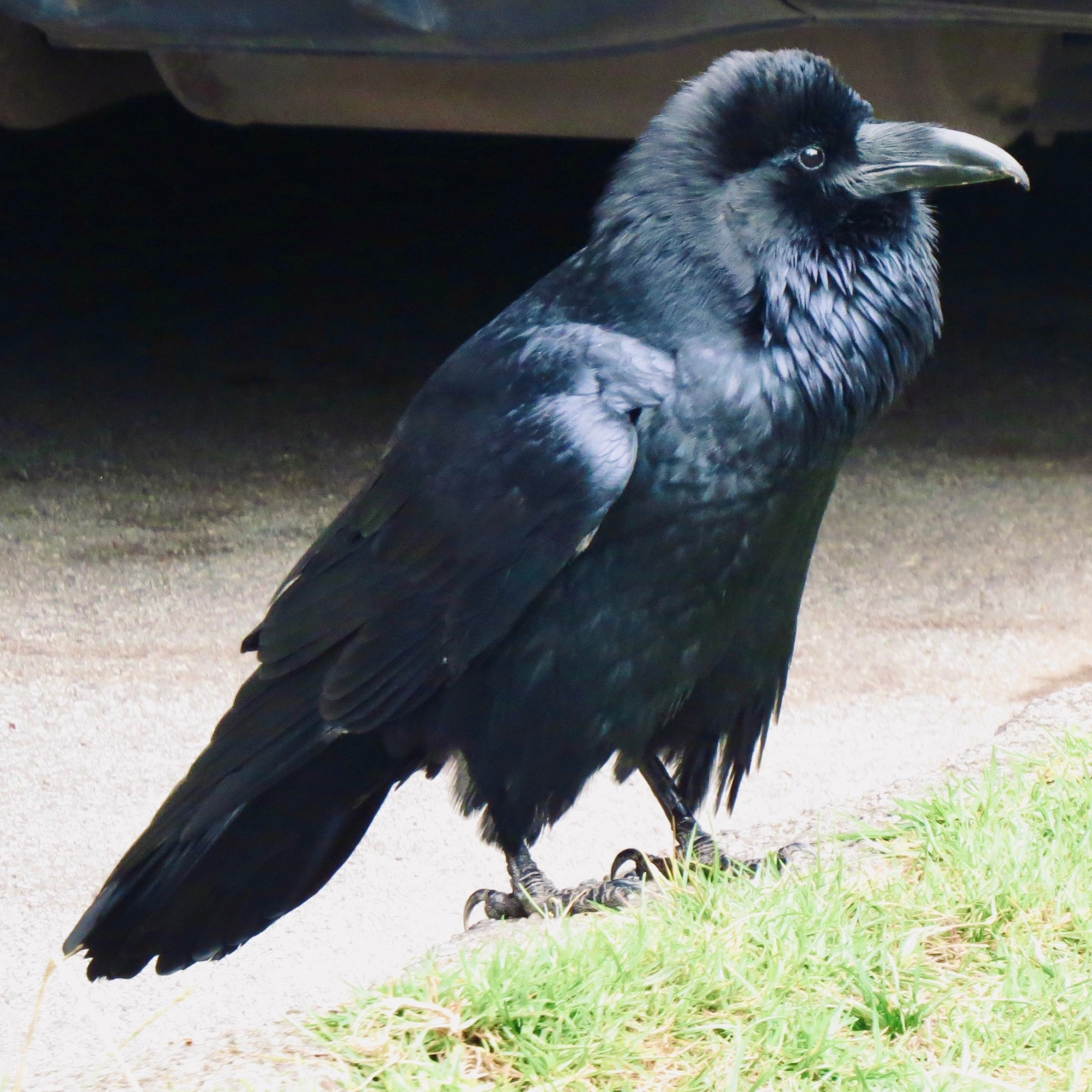 Common Raven that is quite large and has all black, purplish glossy feathers, standing behind a car next to grass and Blue Heron Lake, Golden Gate Park. 