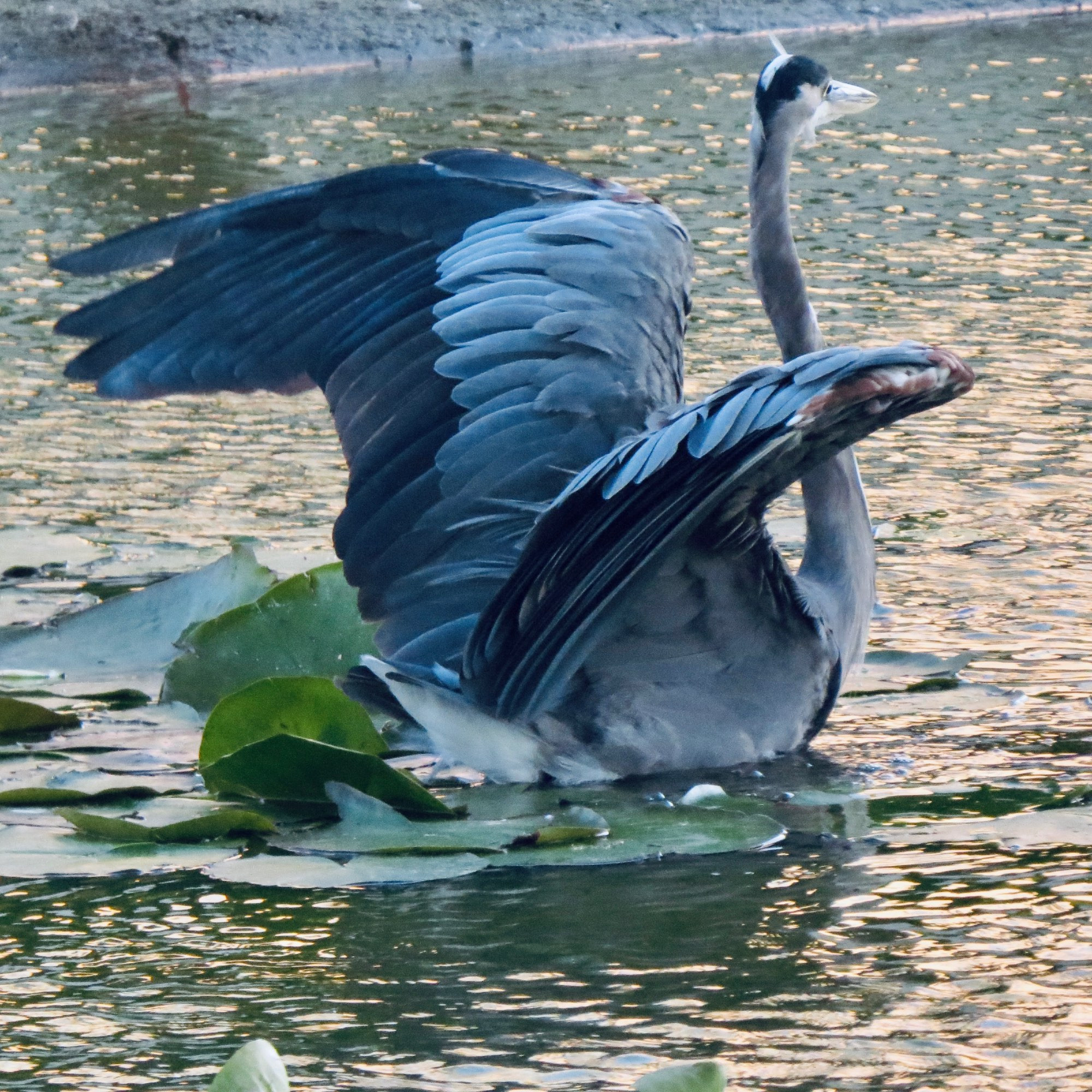 Large shorebird with blue and white stripes on head, yellow eyes, orange beak, feathers are various shades of blue and tan. It is sitting on lilypads with its wings open.