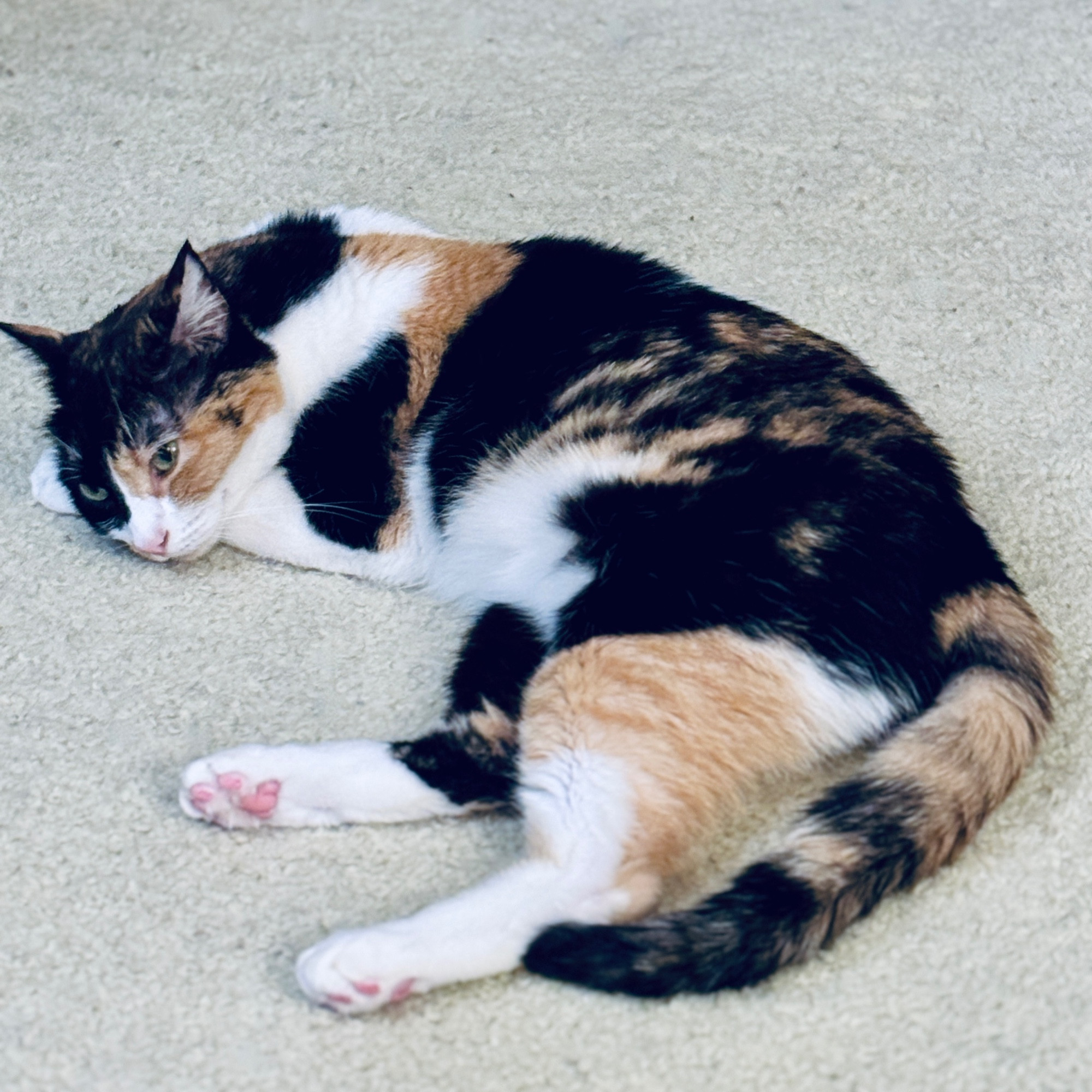 Calico cat lying down on carpet with her chin resting on a front paw. She has butterscotch, black and white fur with a pink nose and pink toes. She has green eyes and looks like she is about to drift off into slumberland.