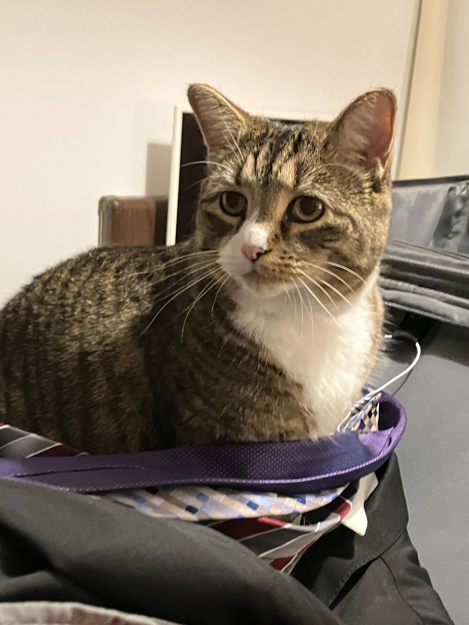 Copurrnicus, sitting on Kevin's suit, wrapped in ties, looking very, very concerned.