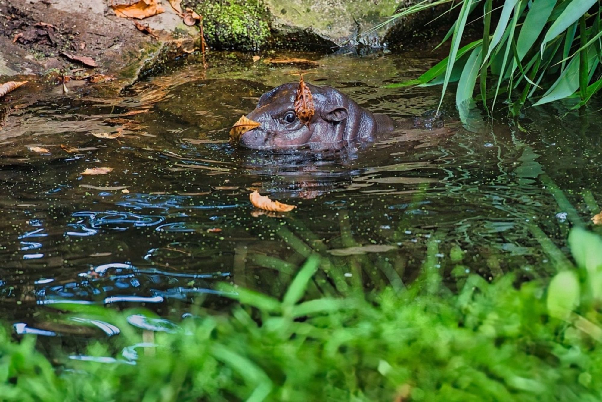 Tony the Pygmy hippo swimming in a water hole with a leaf on his head, surrounded by natural rocks and greenery