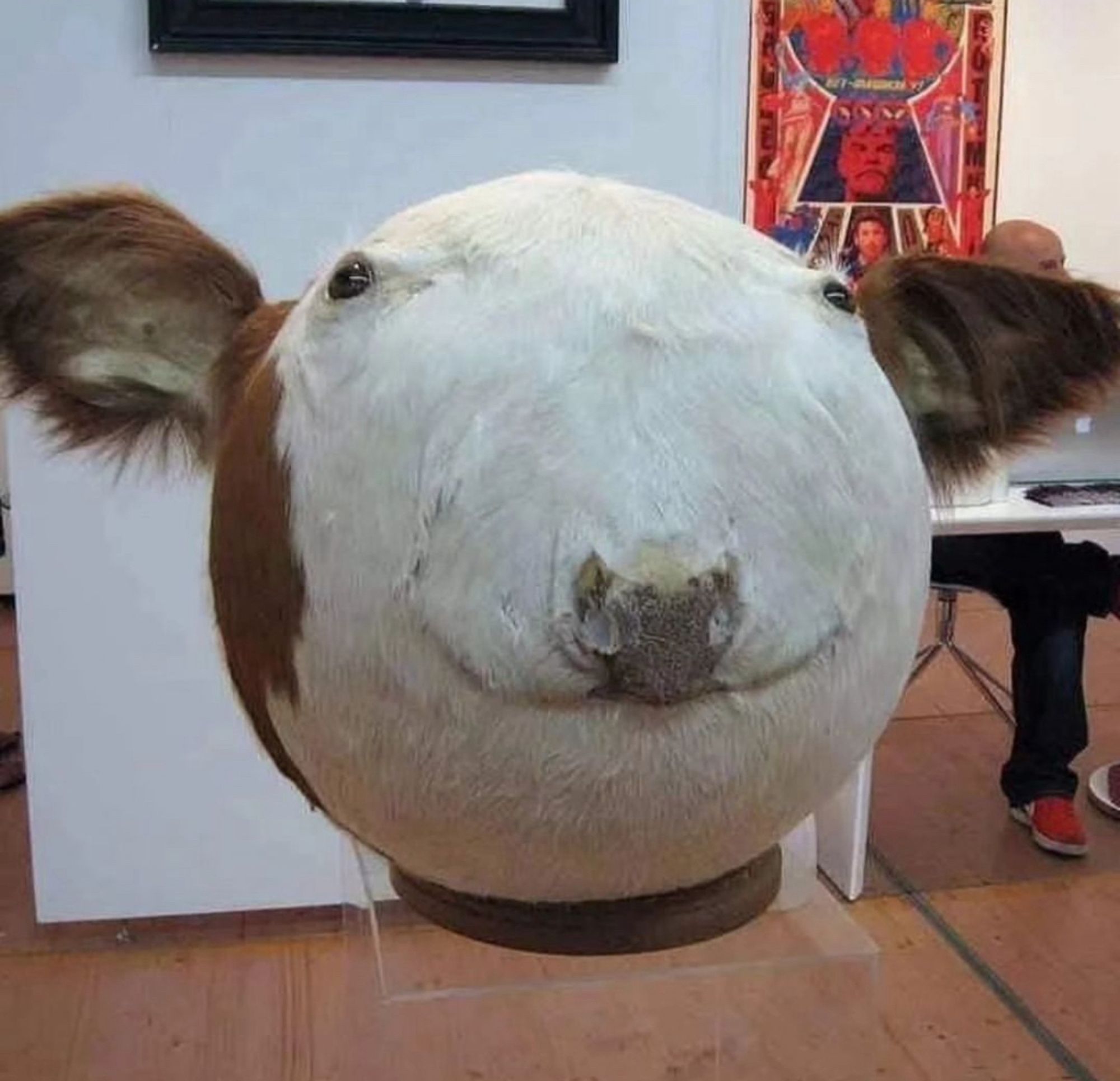 A spherical inflated cow head