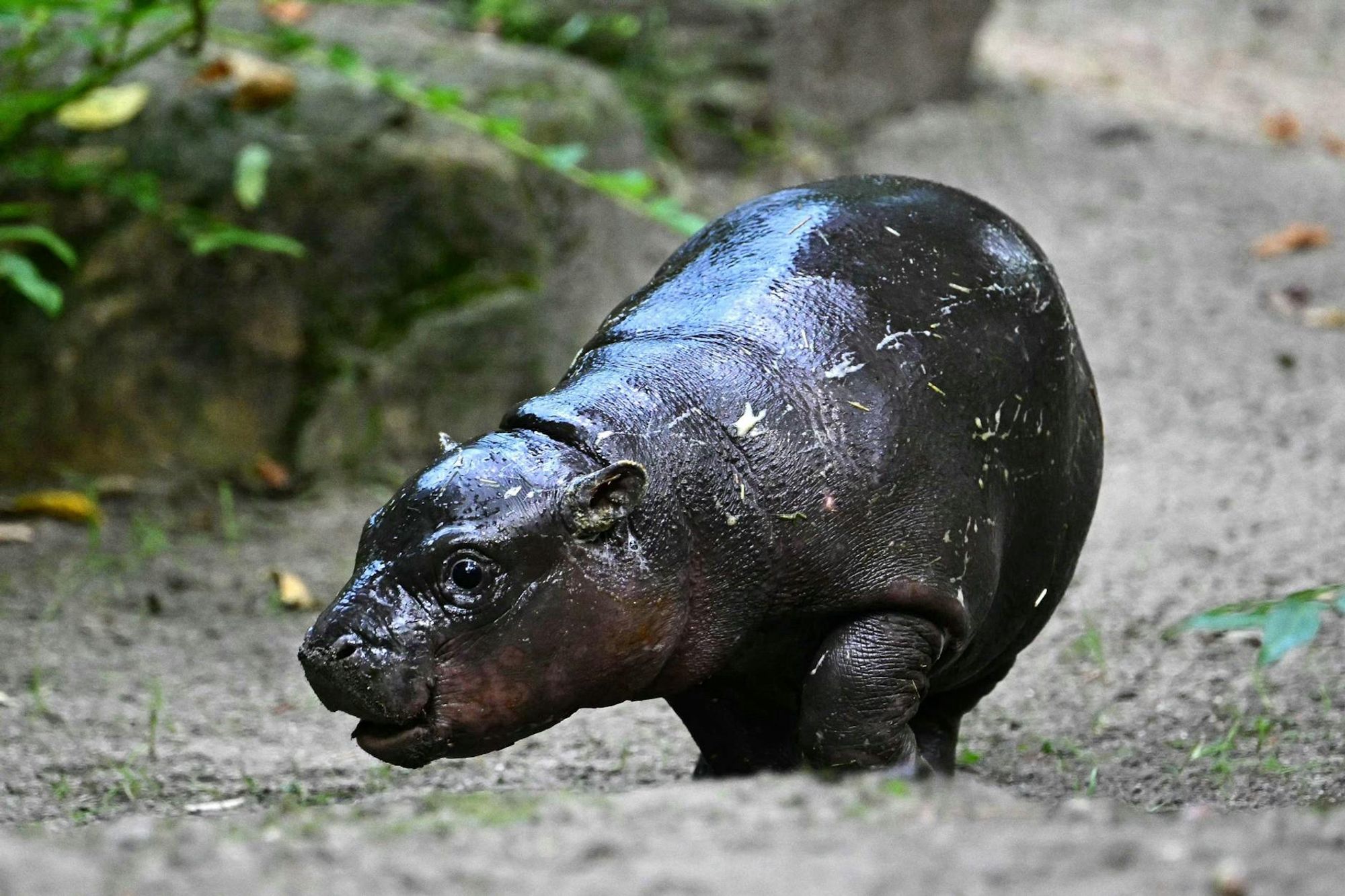 Toni the Pygmy hippo walking