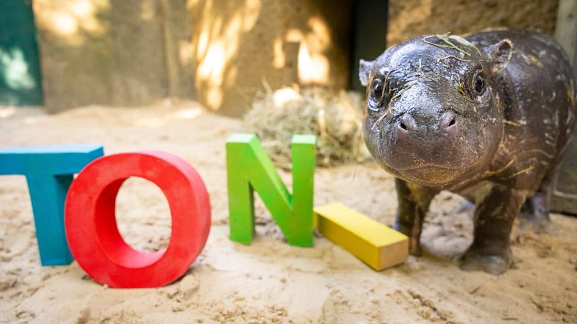 Toni the Pygmy hippo on a sandy floor looking at the camera with the letters TONI made of cardboard next to him. He’s looking calmly at the camera