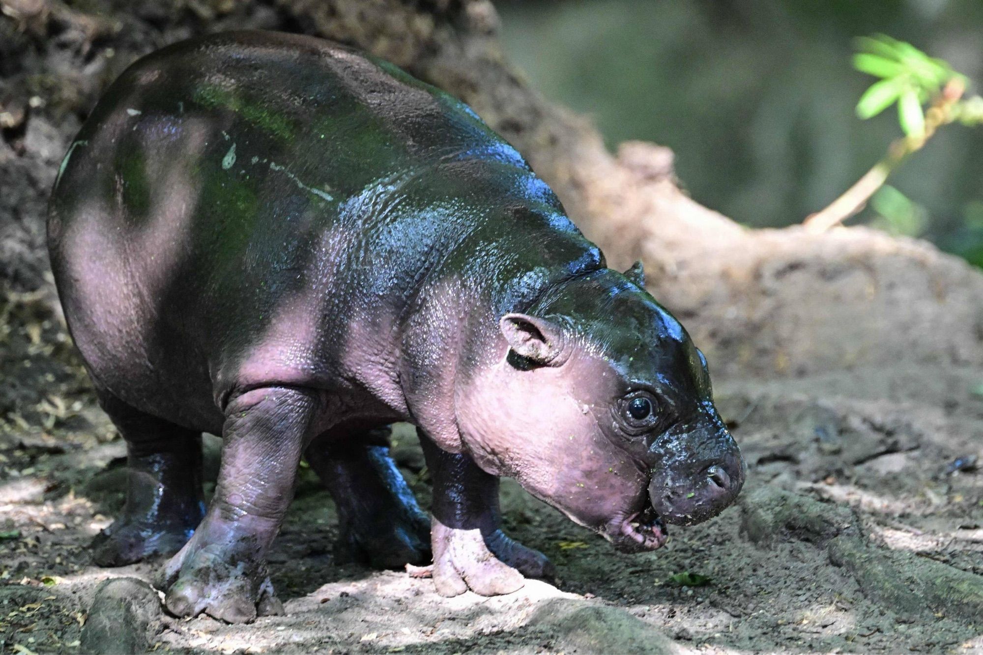 Toni the Pygmy hippo playing in the shade in the sand