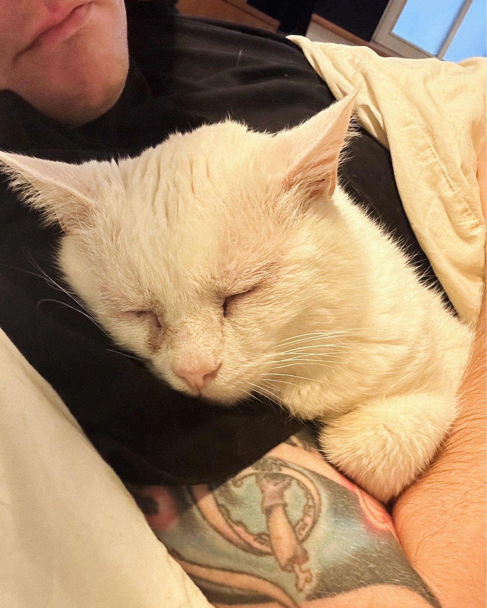 Zion, a white cat, snugly snoozing on my arm