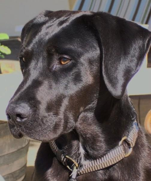 A profile view of the head of a black lab mix looking majestic. The sun glistens off his fur, and there is a glow in his brown eyes.