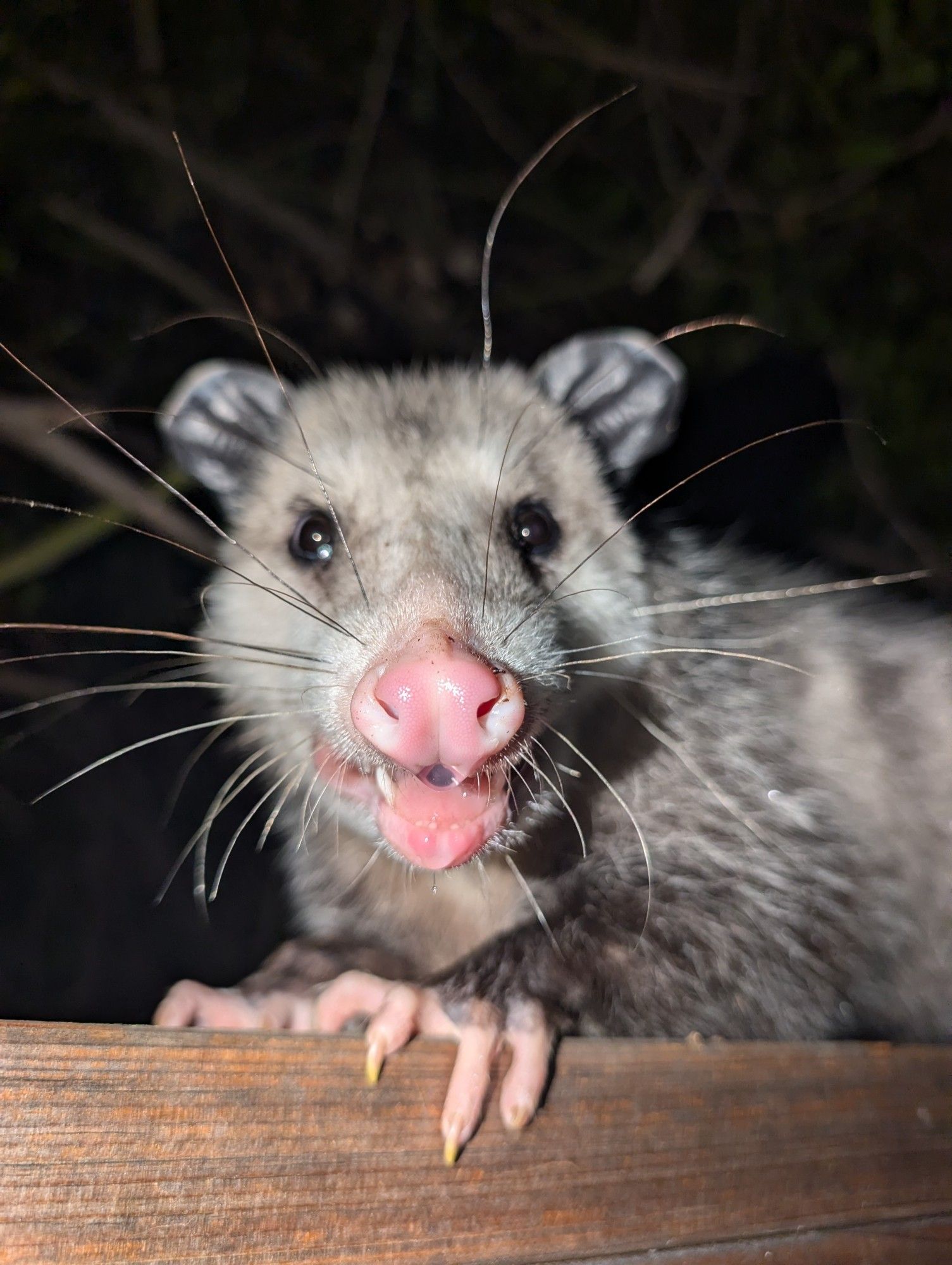 This friendly opossum was passing through our backyard to get to the neighbor's fruit tree. I escorted him safely while my dog whined indoors.