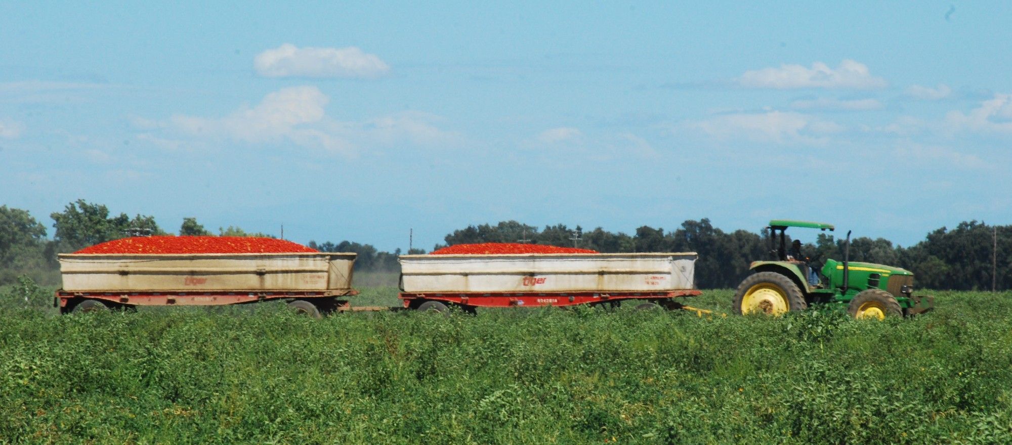 A picture of a tomato harvest. A tractor pulling two trailers full of ripe tomatoes through a tomato field in Woodland, California. Blue sky and green foreground.