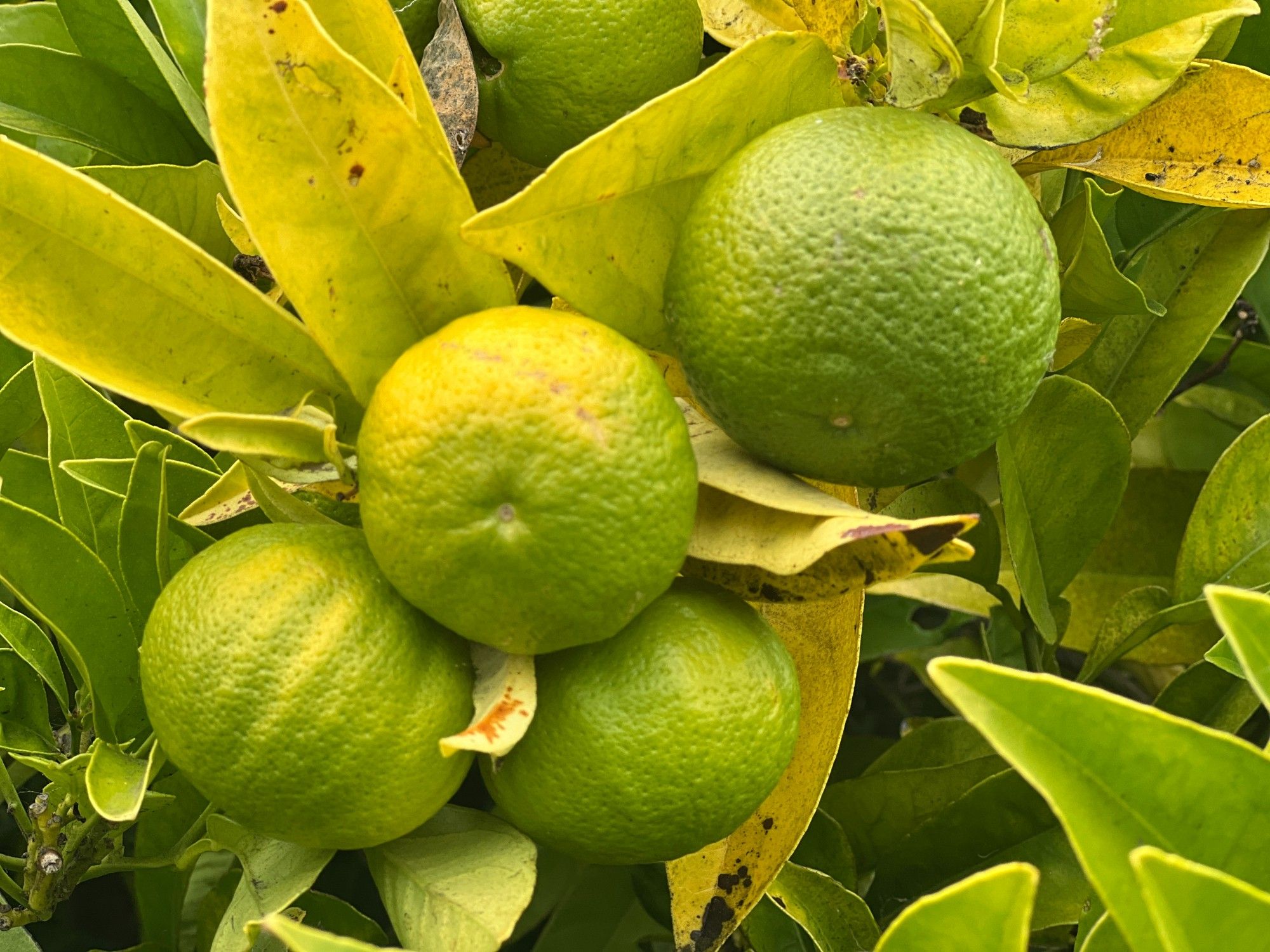 A citrus tree grows in the Bridgeview Garden. The garden boasts natural treasures, among them berries, fruit trees and native plants and flowers.