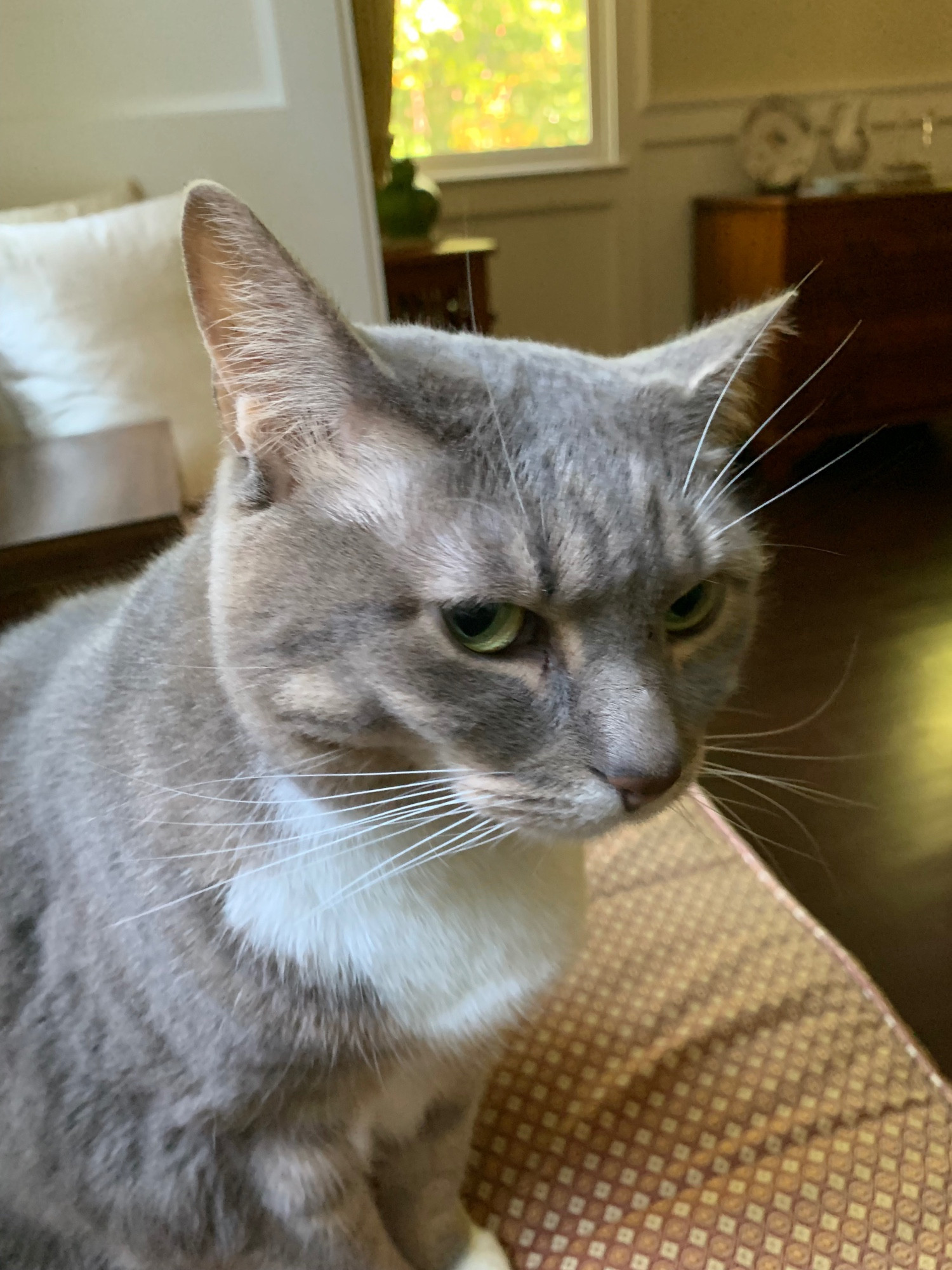 Nino, a dilute torbie cat with a white bib and white feet, looking at me suspiciously. Maybe she thinks I'm about to pill her.