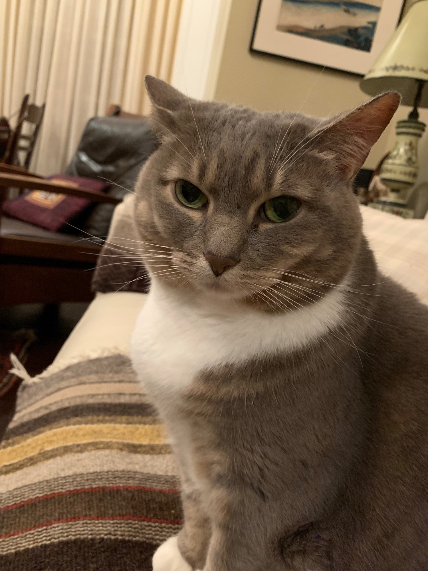 Nino, sweet dilute torbie in a mellow mood, sitting next to me on a sofa.
(Nino in the Georgian language is a girl's name.)