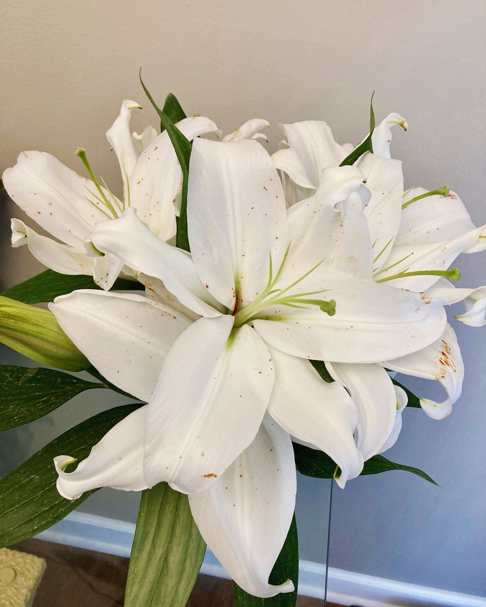 White lilies with green leaves in a room with beige walls