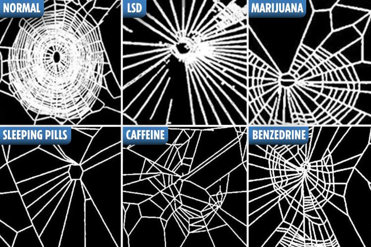 The effects of various substances on a spider's ability to make webs