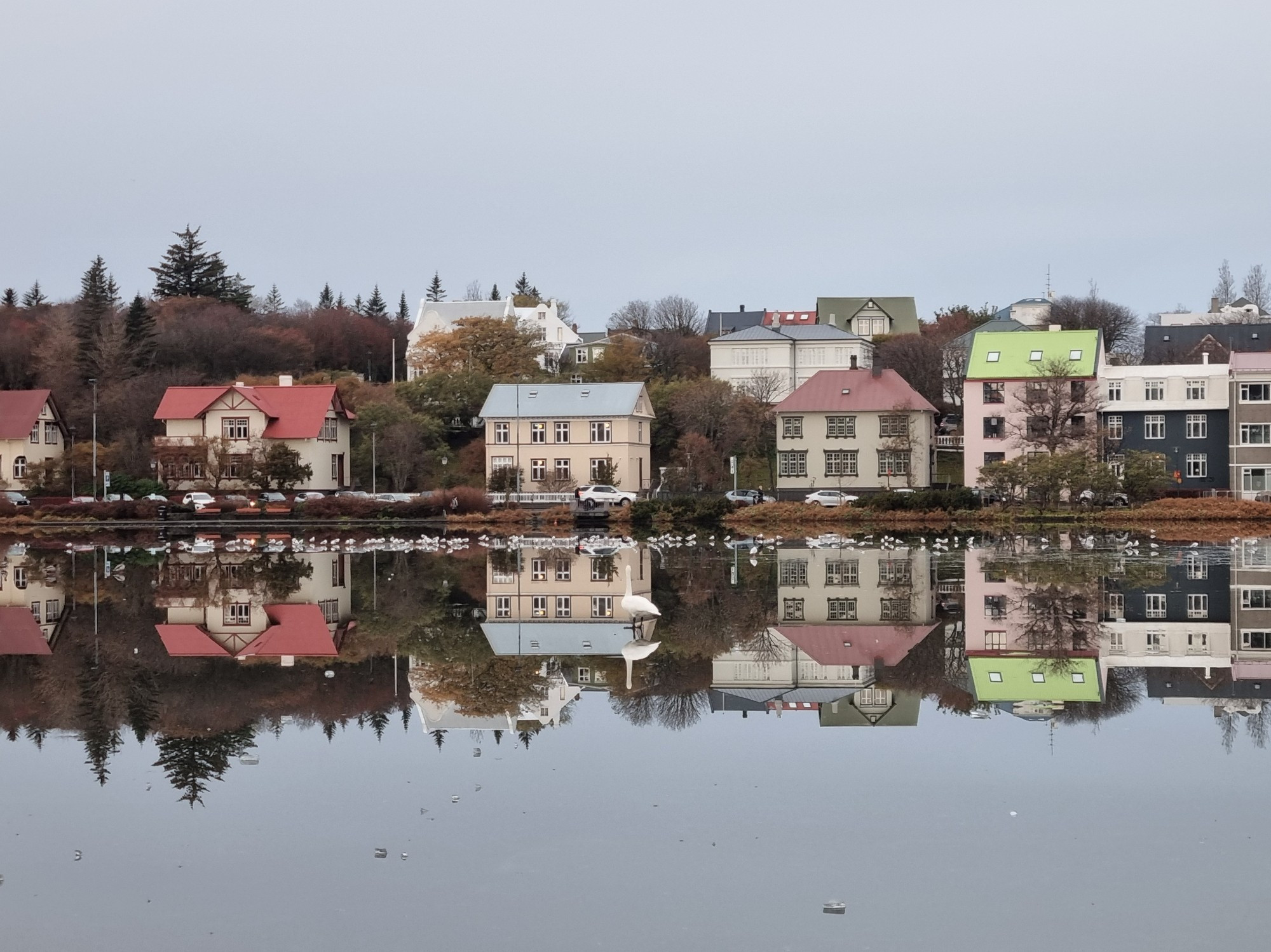 Some houses reflected in a mirrorlike pond and a swan standing on water.