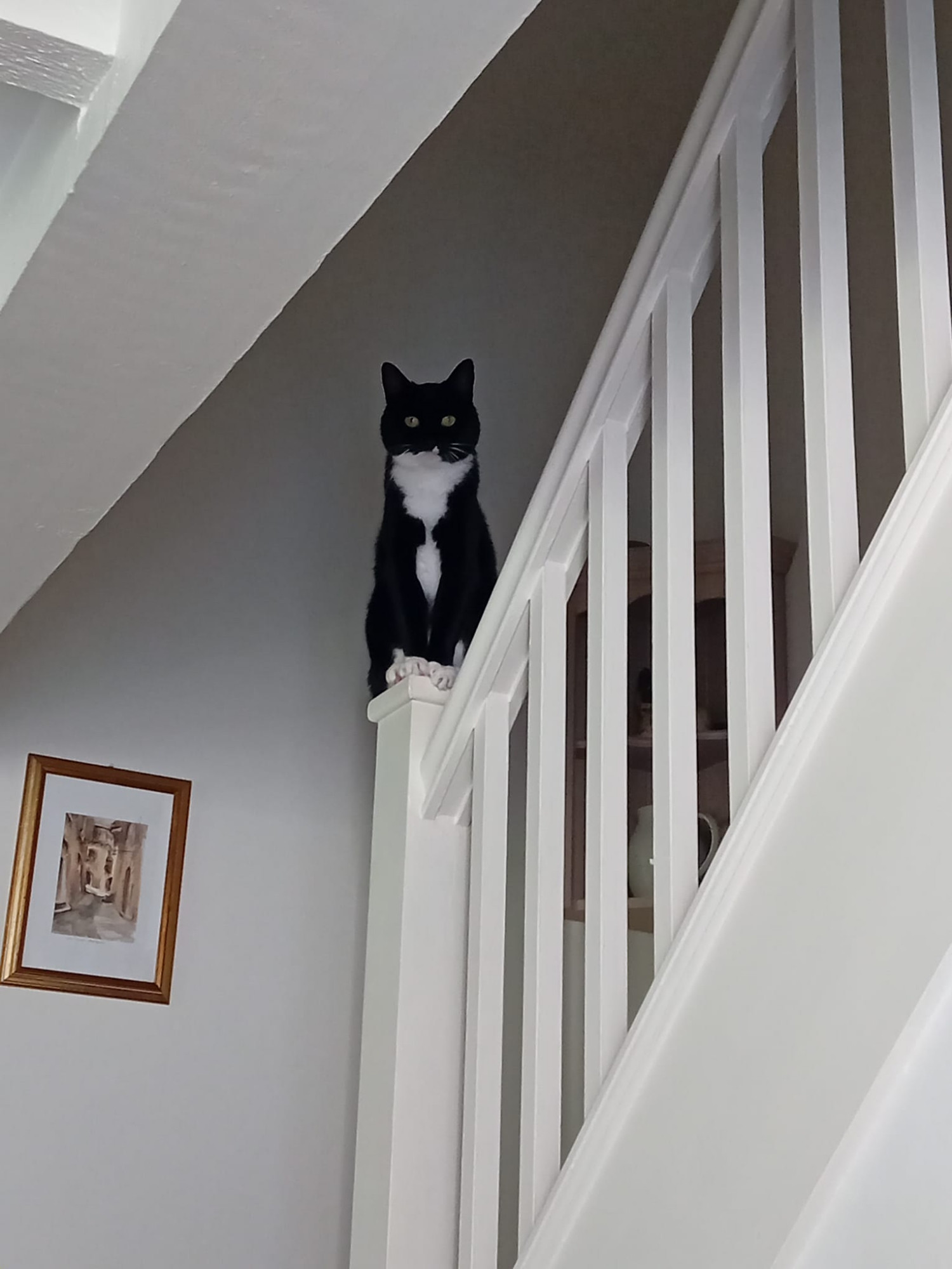 Cat sitting on a stairwell post.