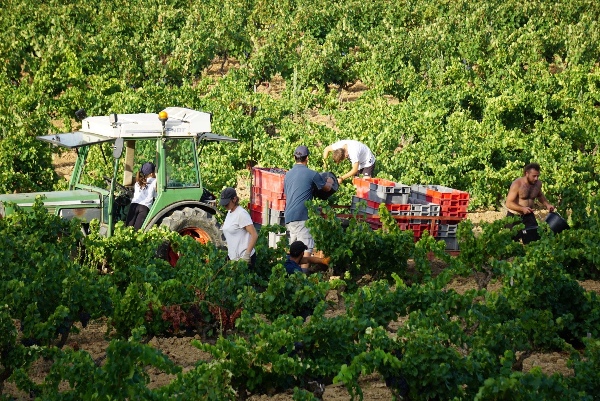 Vendangeurs. Un tracteur vert avec une remorque pleine  de cagettes remplies de raisin et autour, 4 vendangeurs et vendangeuses s’affairant.