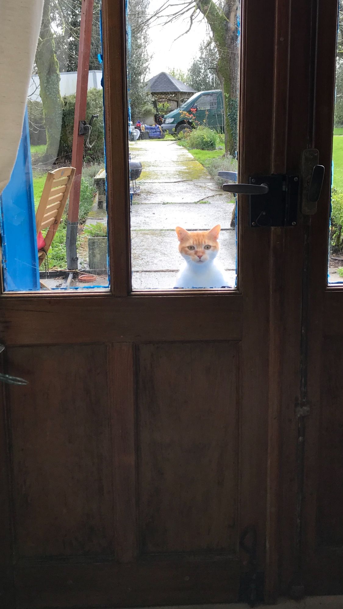 Un chat roux à l’extérieur  regarde par la fenêtre