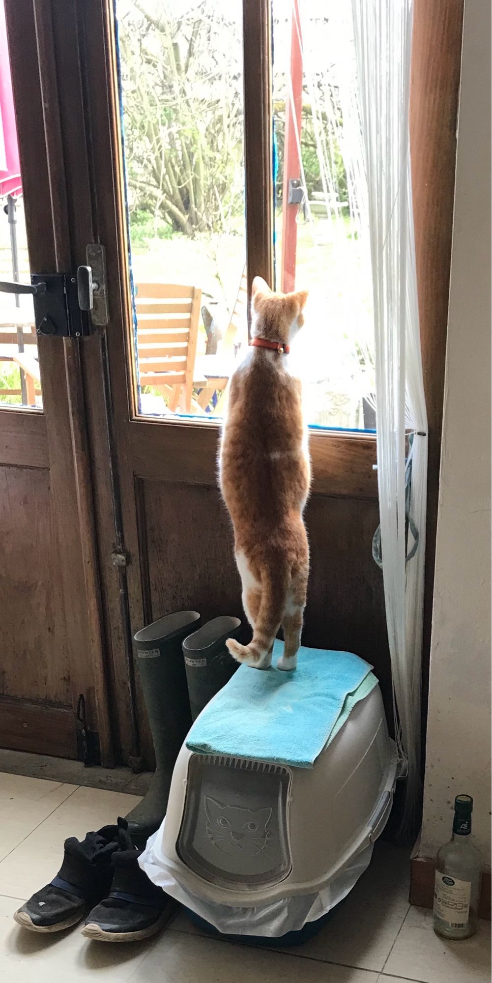 Un chat roux debout sur son bac à litière regardant par la fenêtre