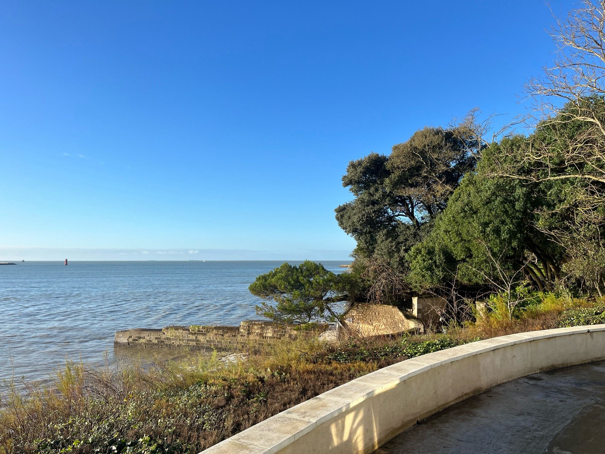 L’océan, des pins et un ciel bleu