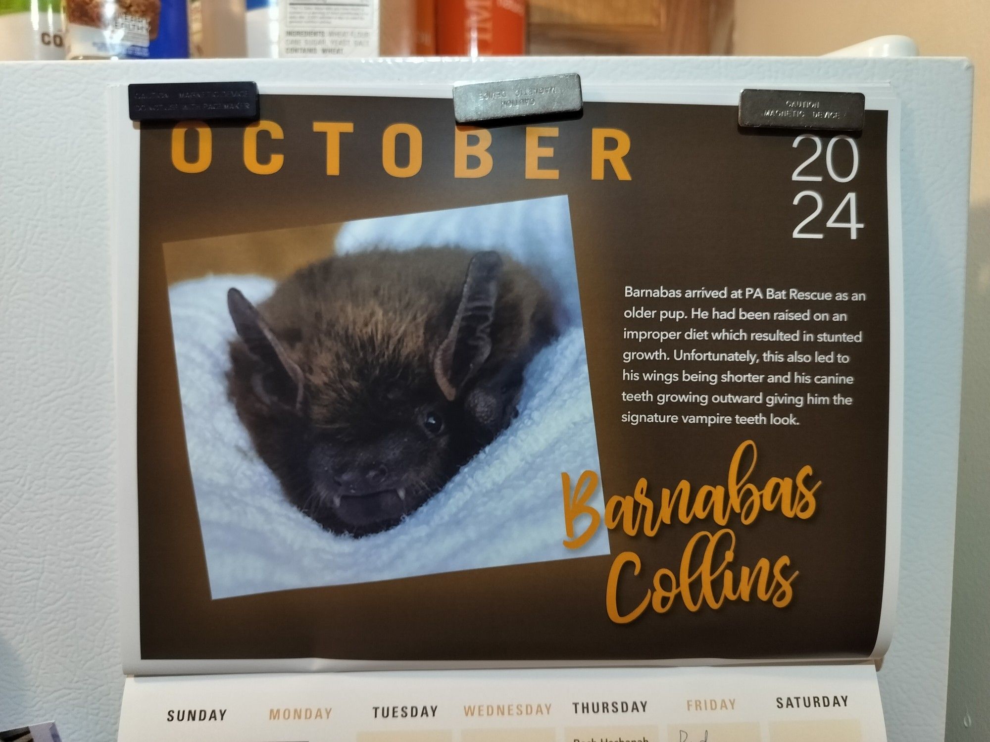 A calendar on a fridge with a picture of a little brown bat Barnabas Collins with the text "Barnabas arrived at PA Bat Rescue as an older pup. He had been raised on an improper diet which resulted in stunted growth. Unfortunately, this also led to his wings being shorter and his canine teeth growing outward giving him the signature vampire look."