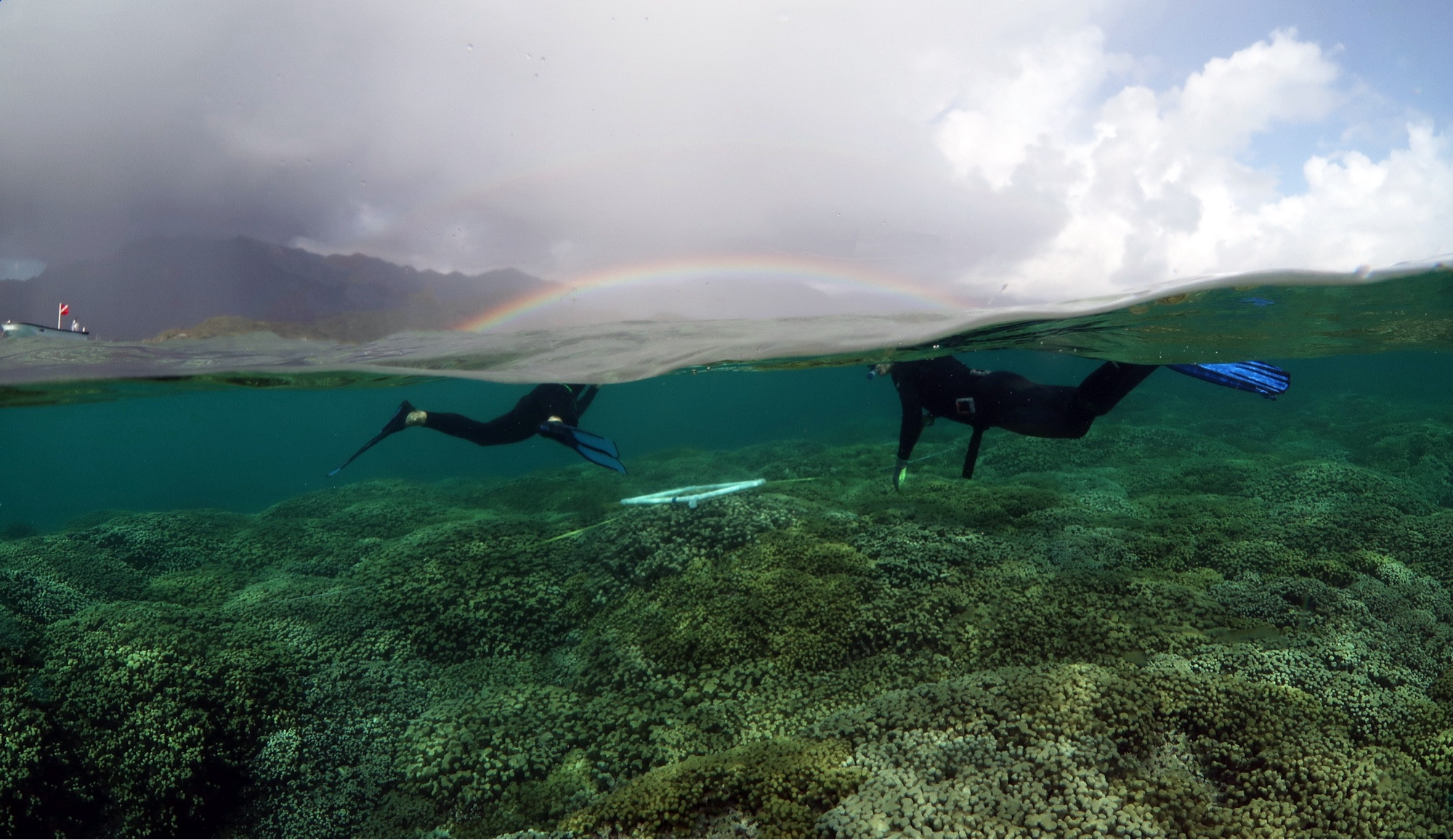 Researchers snorkel above colonies of coral reefs in Kaneohe Bay, studying the impact of climate change on coral resilience amidst a backdrop of natural beauty. (Image: Courtesy of Kristen Brown)