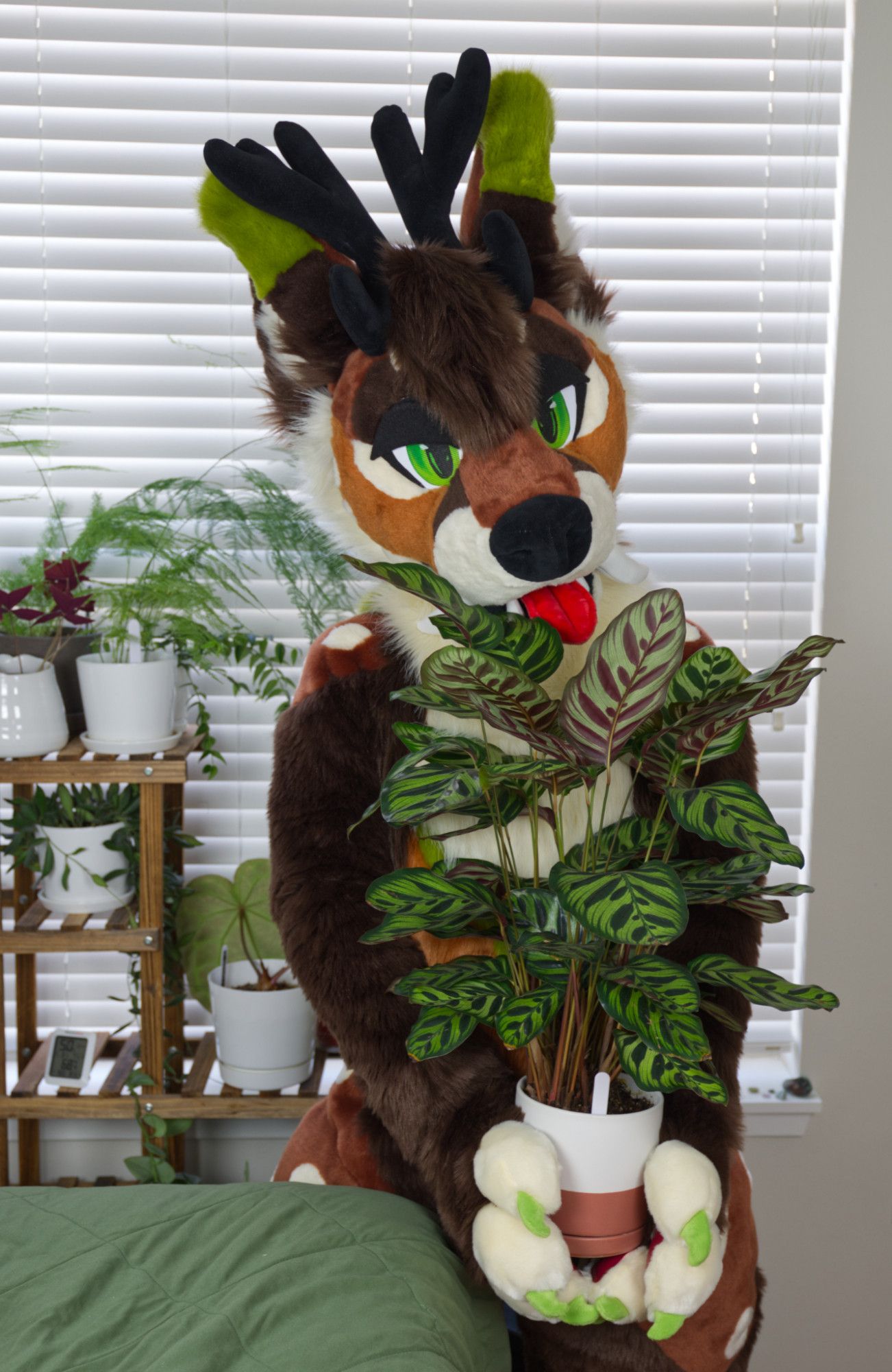 Fursuiter, a brown and white fox-deer with green eyes, holding a Calathea makoyana in a ceramic pot.