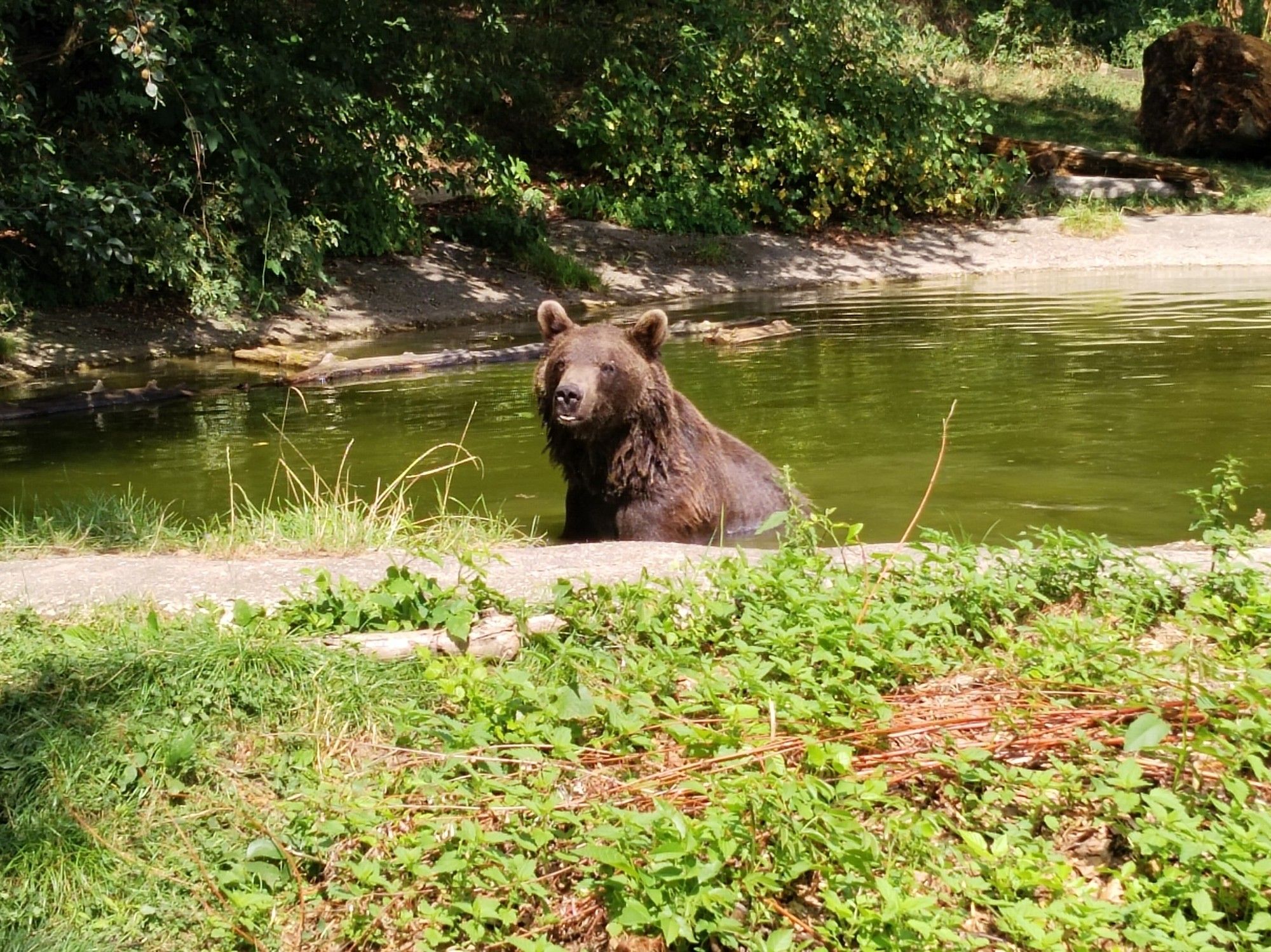 Braunbär sitzt in einem Teich und der Oberkörper schaut aus dem Wasser, der Kopf ist zur Kamera hin gedreht. Im Vordergrund Grünpflanzen, im Hintergrund Bäume und Sträucher.