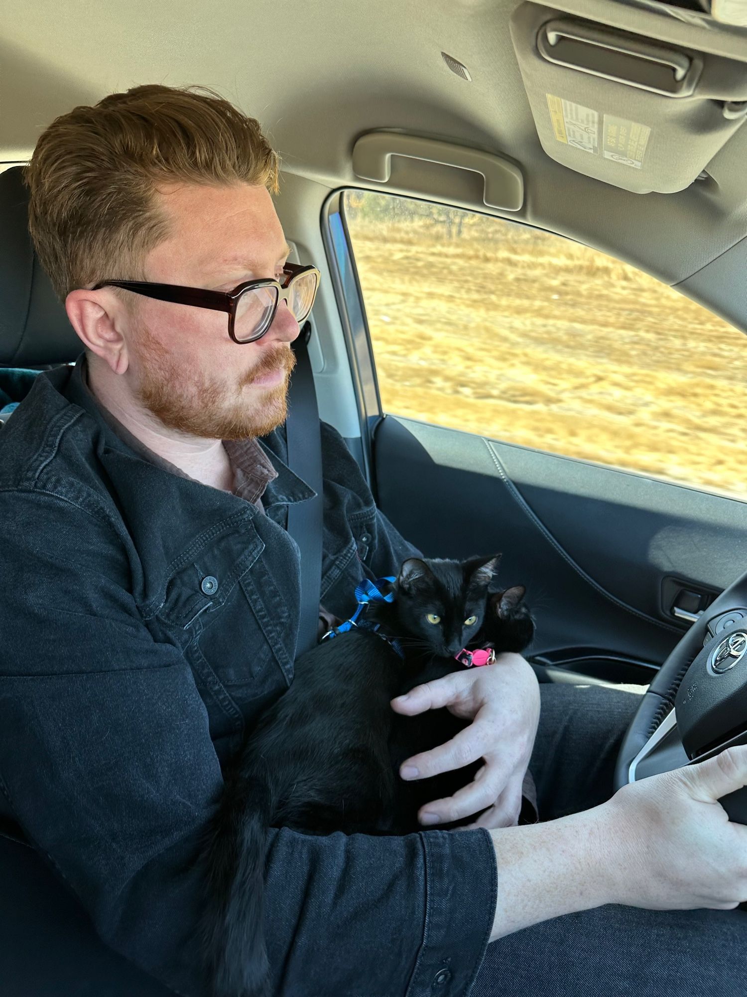 me driving our car with our black cats turkey and gravy snuggled up on my lap