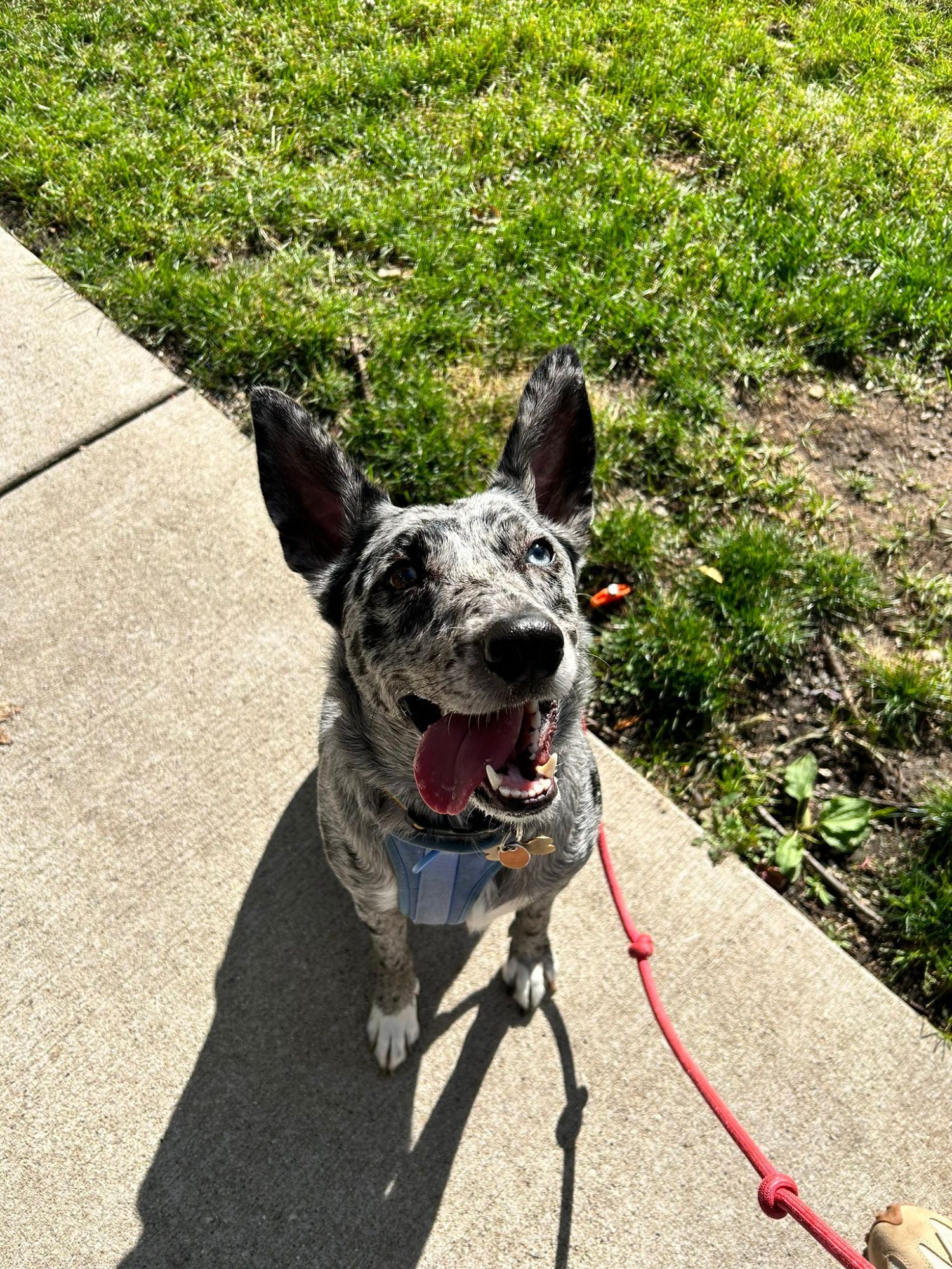 Salem, a black-and-grey herding dog with pointed ears, looks up at the camera with a big grin, her tongue lolling to the side of her mouth. She's in her blue harness with her pink leash, and is sitting on the pavement beside grass.