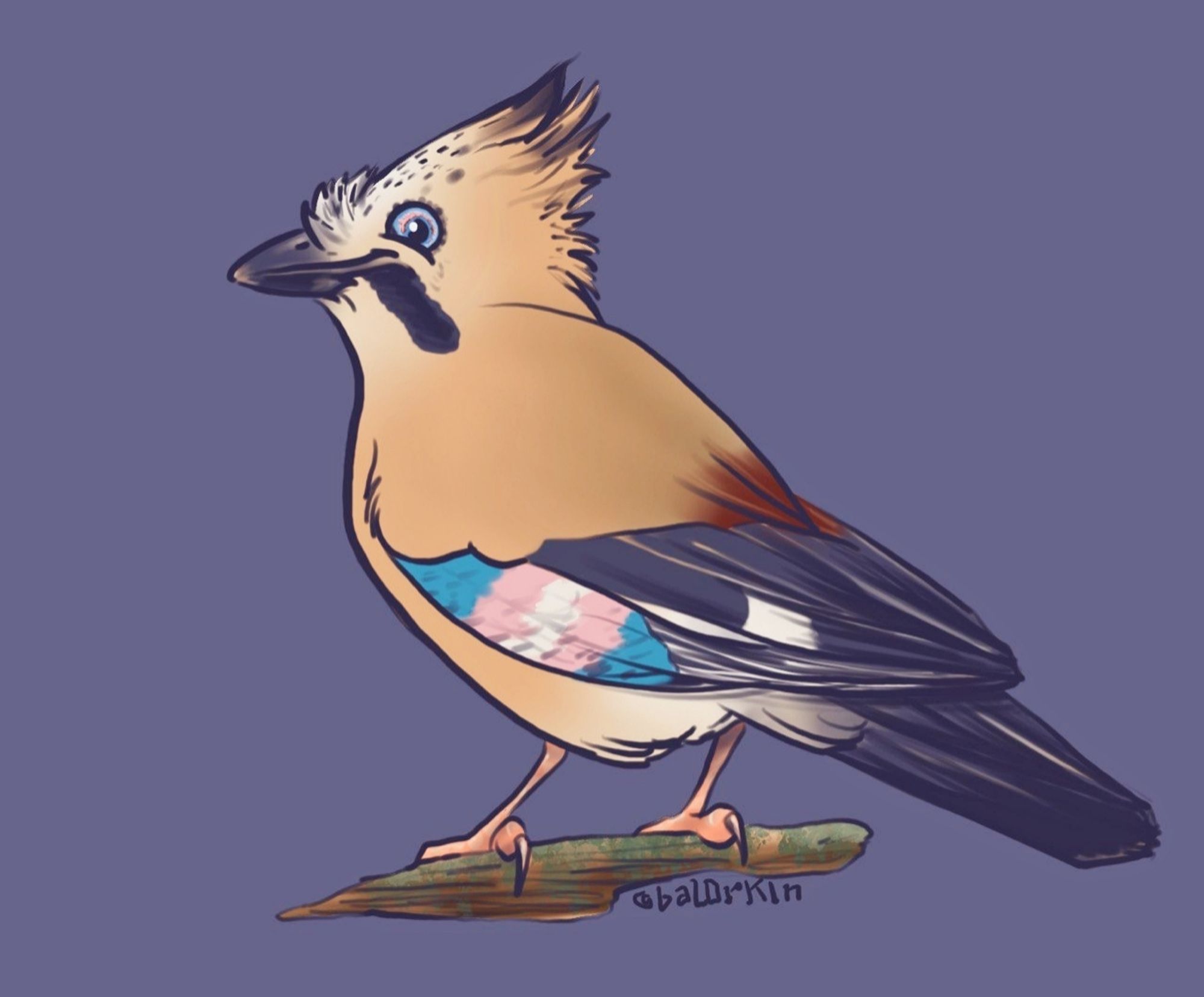 A digital drawing of a Eurasian jay, but instead of the blue checkered patch of feathers on their wing, the pattern is resembling the trans pride flag.