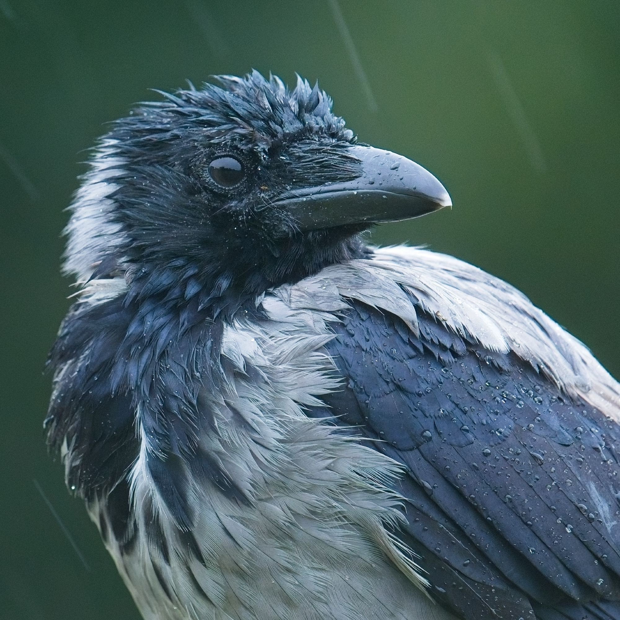 A portrait of a crow as they look back over their wings. Their feathers are already dripping wet and raindrops are falling all around them.