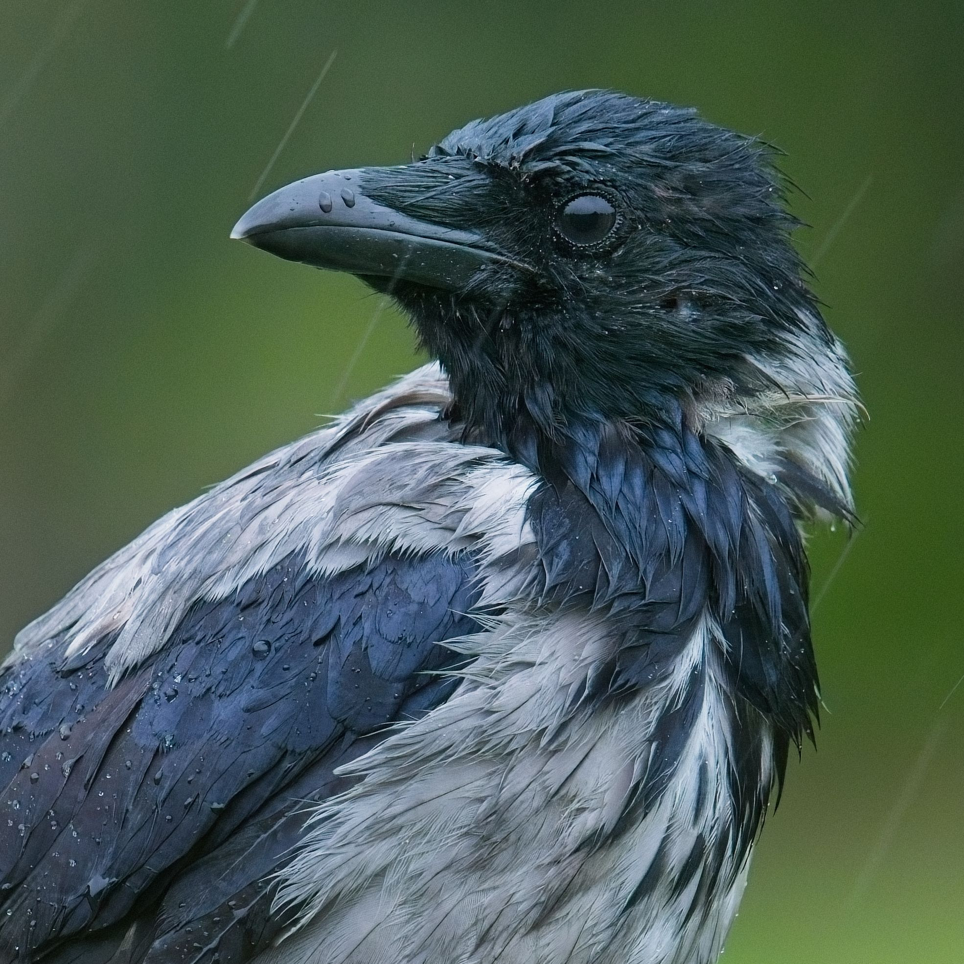 A portrait of a hooded crow with rain coming down all around. Drops of water have formed on their feathers, and their ear hole can be seen to the lower right of their eye.